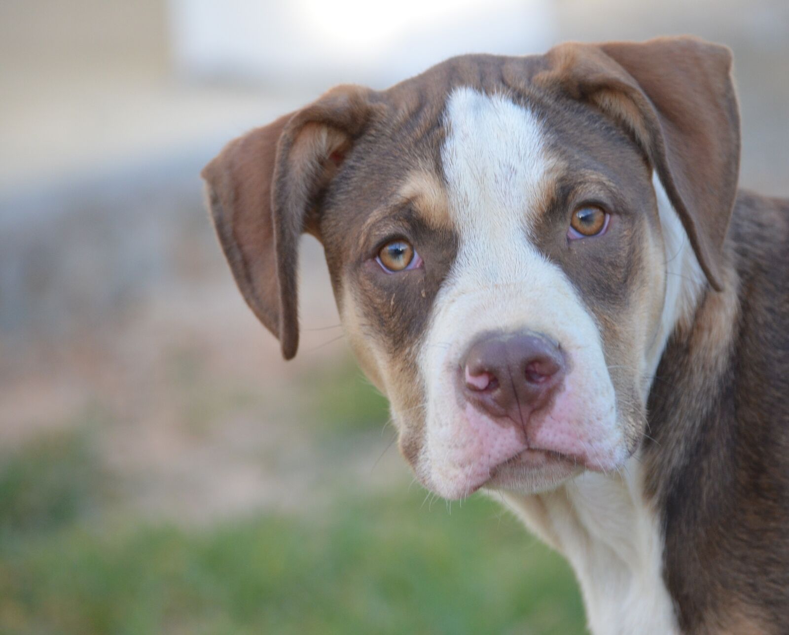 Nikon D5100 sample photo. Dog, canine, pet photography