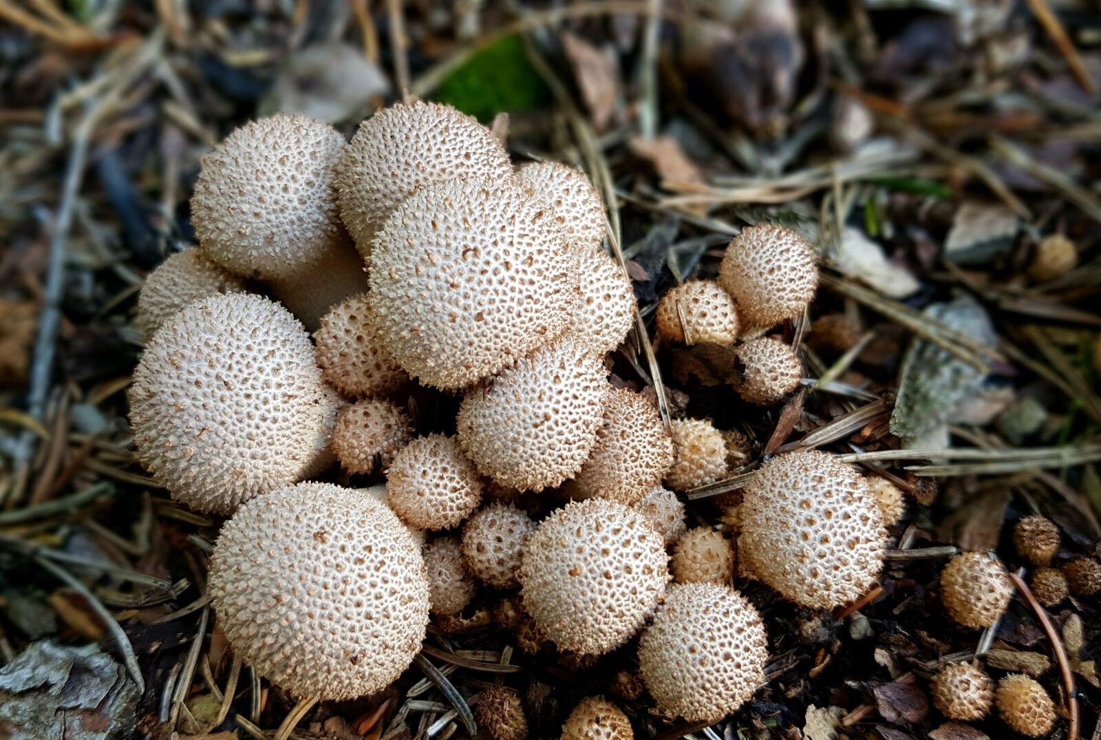 Samsung Galaxy S7 sample photo. Mushrooms, forest mushroom, umbrinum photography