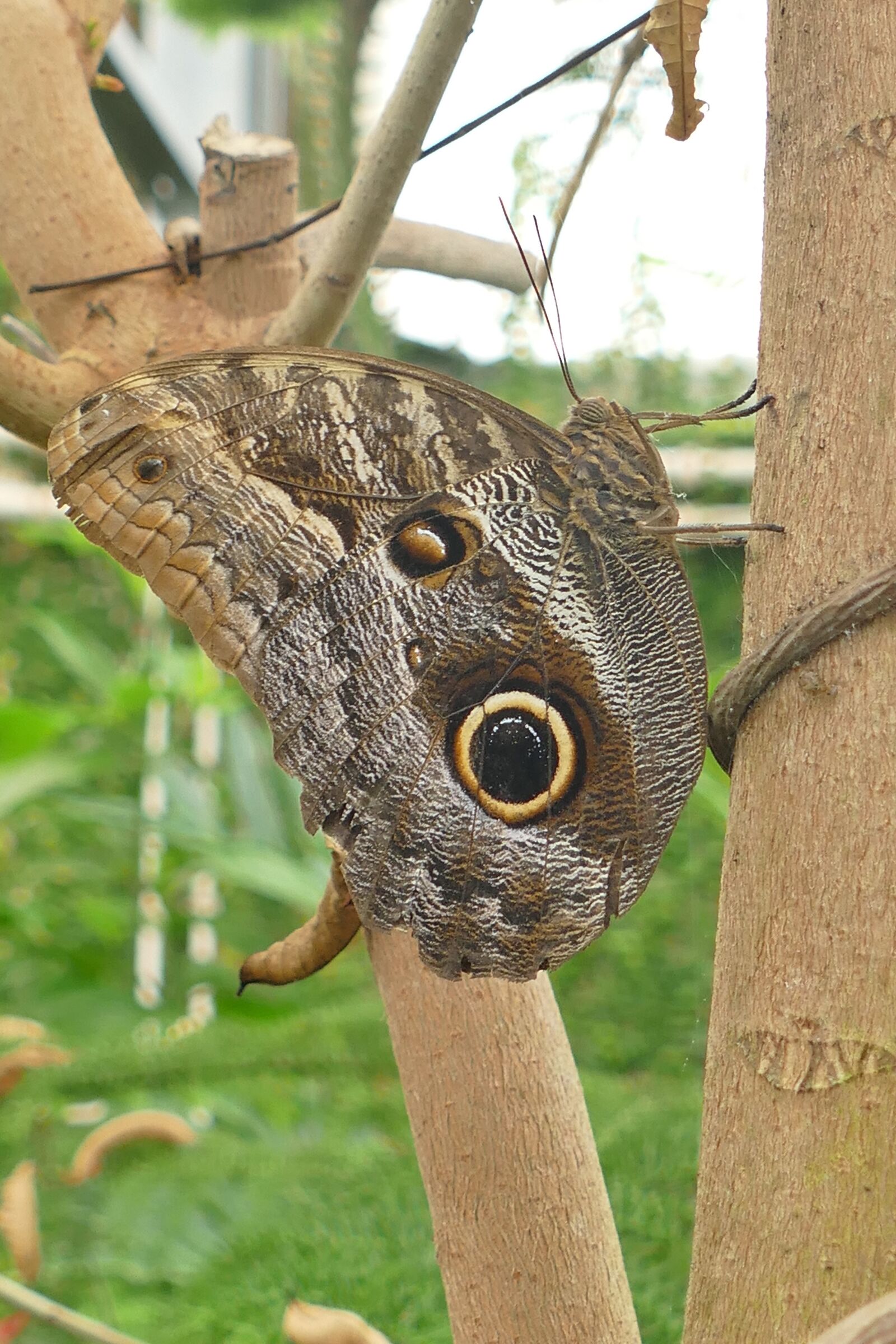 Panasonic Lumix DMC-FZ1000 sample photo. Butterfly, owl butterfly, insect photography