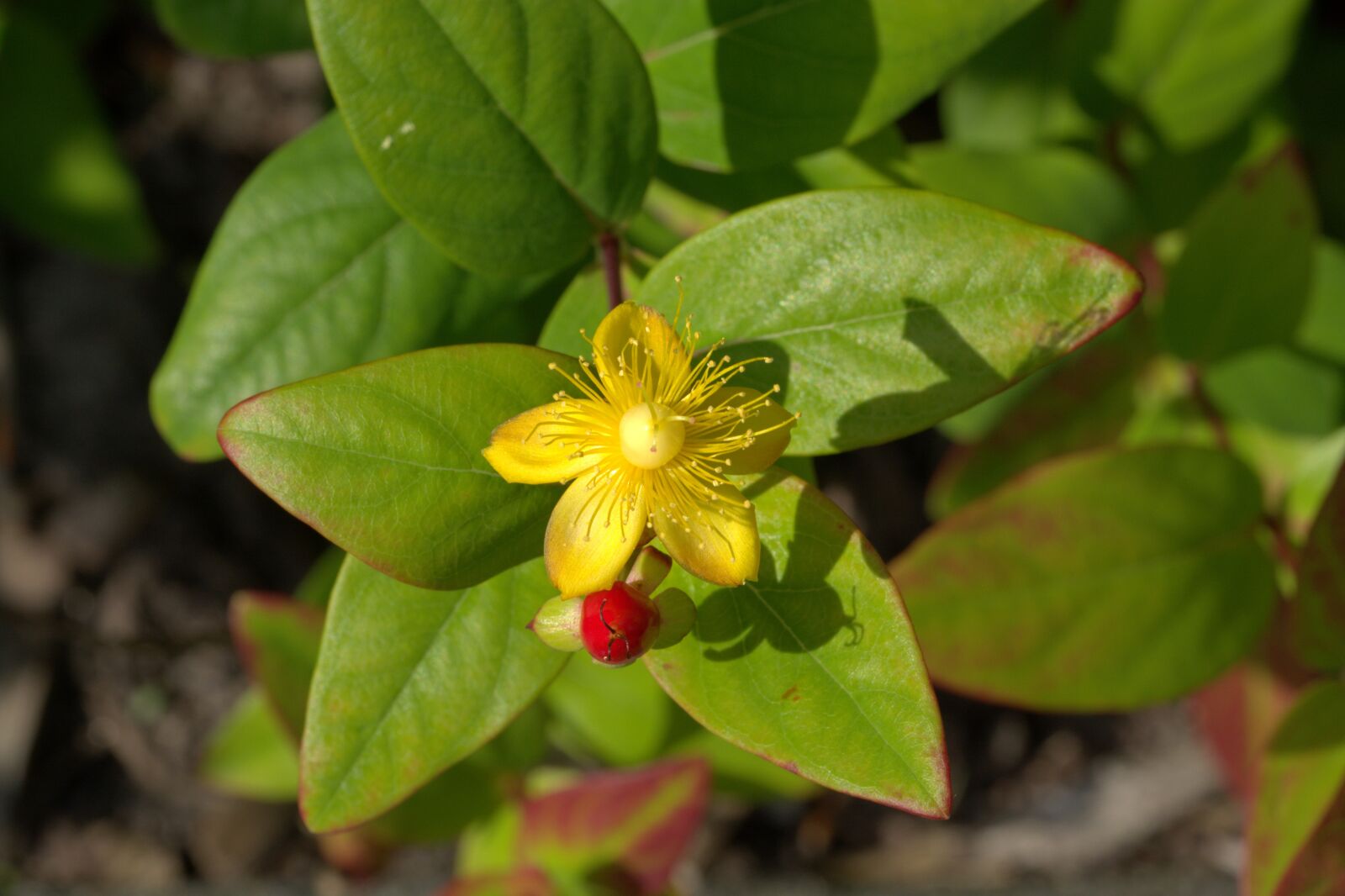 Nikon D5200 sample photo. St john's wort, herb photography