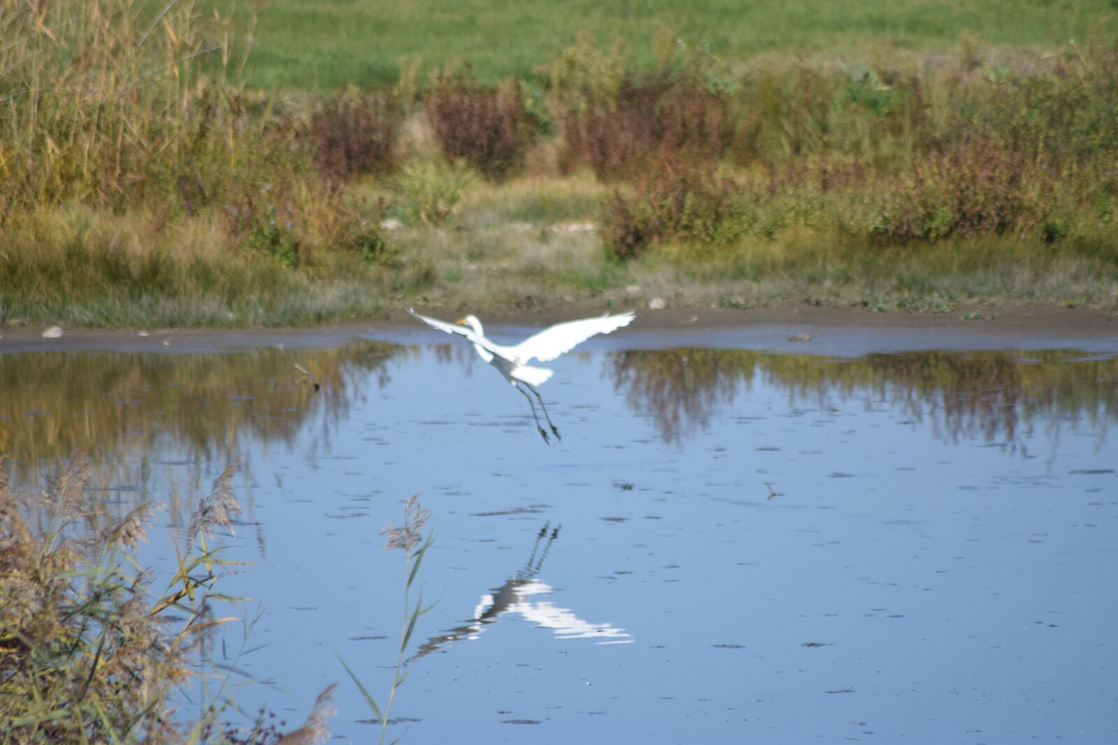 Nikon D5300 sample photo. Heron, flight, water photography