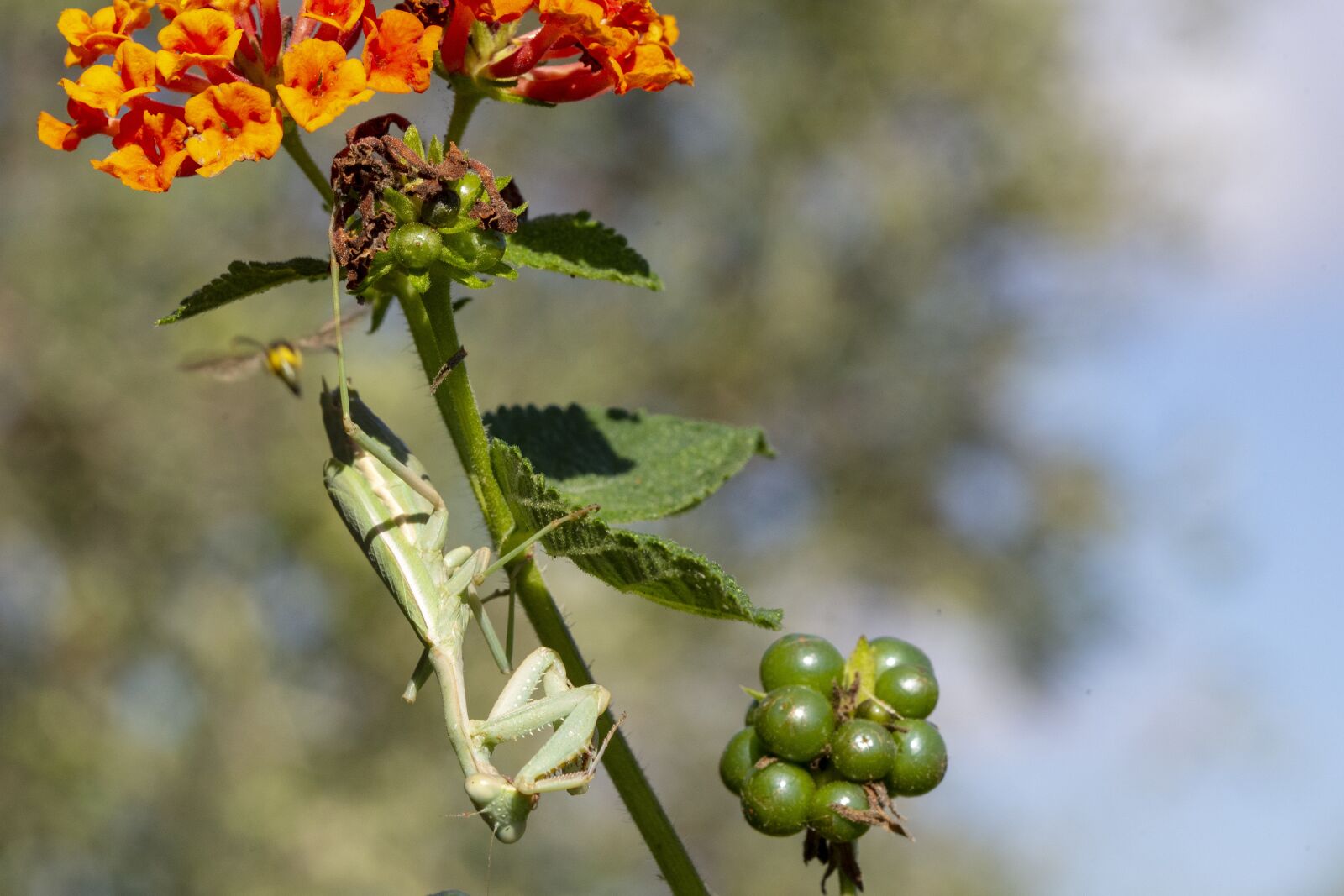 Nikon D600 sample photo. Insect, nature, mantidae photography