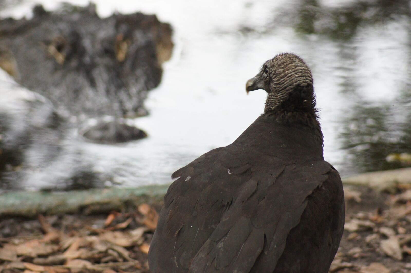 Sony SLT-A55 (SLT-A55V) sample photo. Alligator, vulture, water photography
