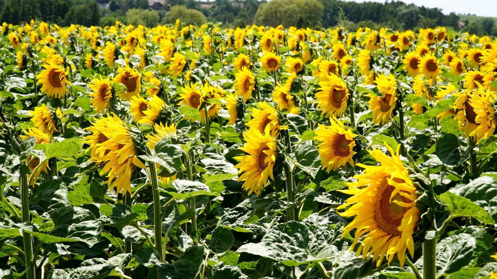 Sony E PZ 18-105mm F4 G OSS sample photo. Sunflower, blossom, bloom photography