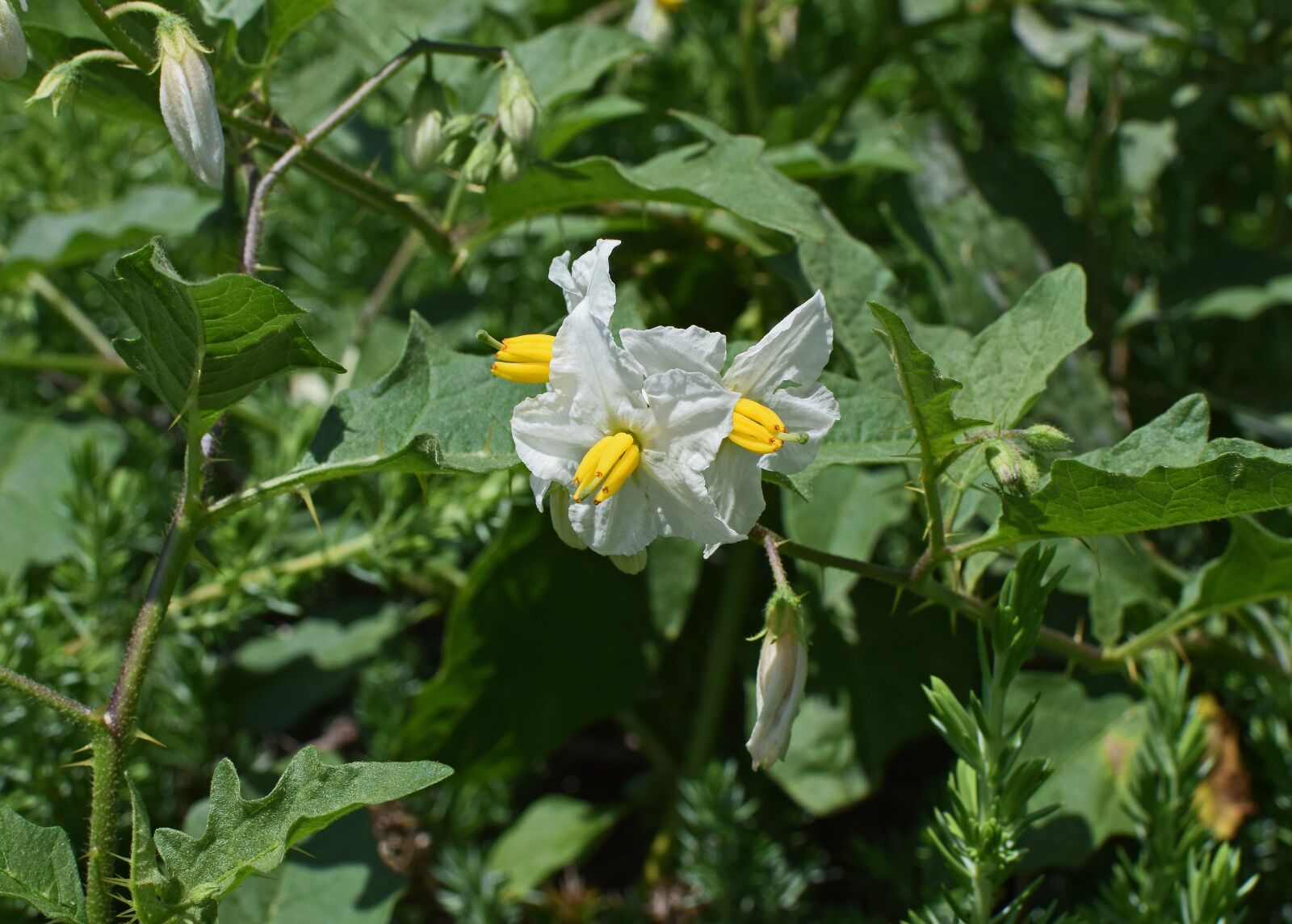 Nikon D3300 sample photo. Nightshade flowers, blossom, bloom photography