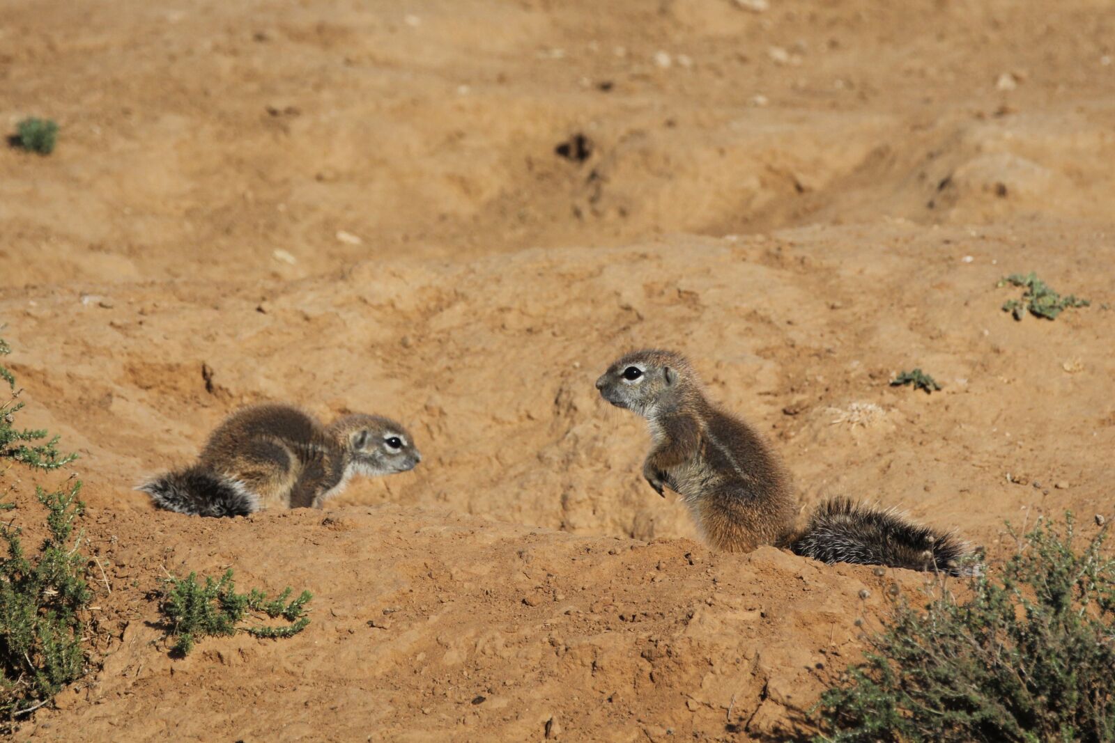 Canon EF 70-200mm F2.8L IS II USM sample photo. Fan tail, meerkat, mongoose photography