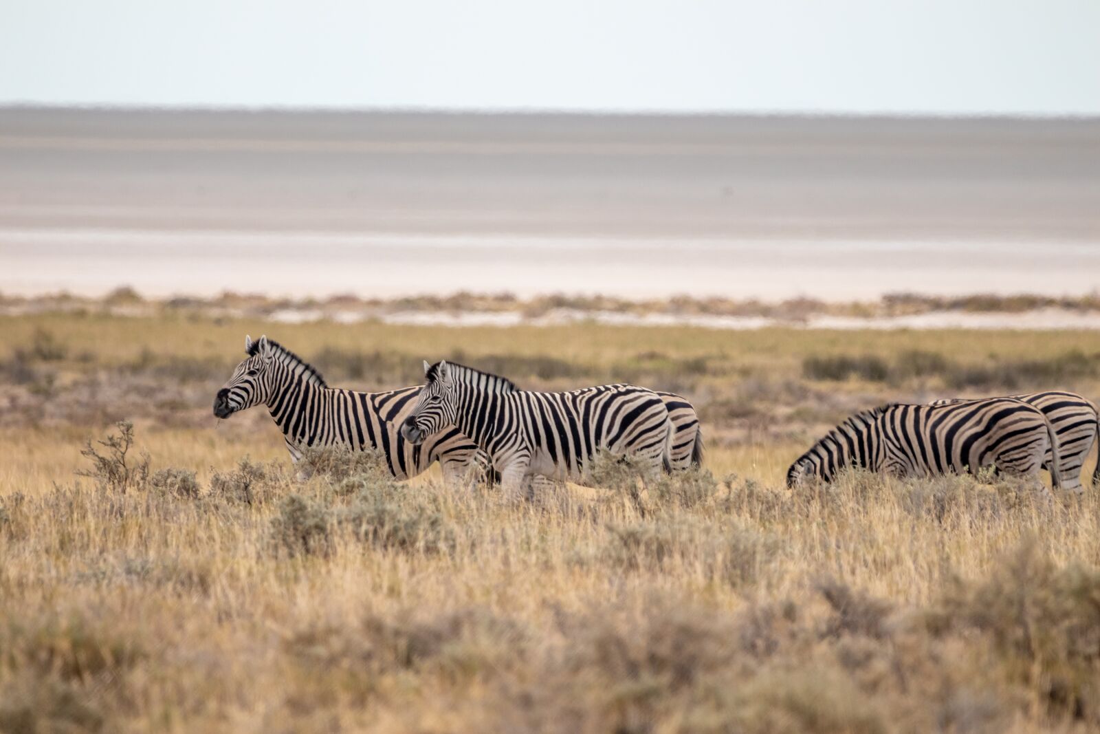 150-600mm F5-6.3 DG OS HSM | Contemporary 015 sample photo. Animals, africa, zebra photography