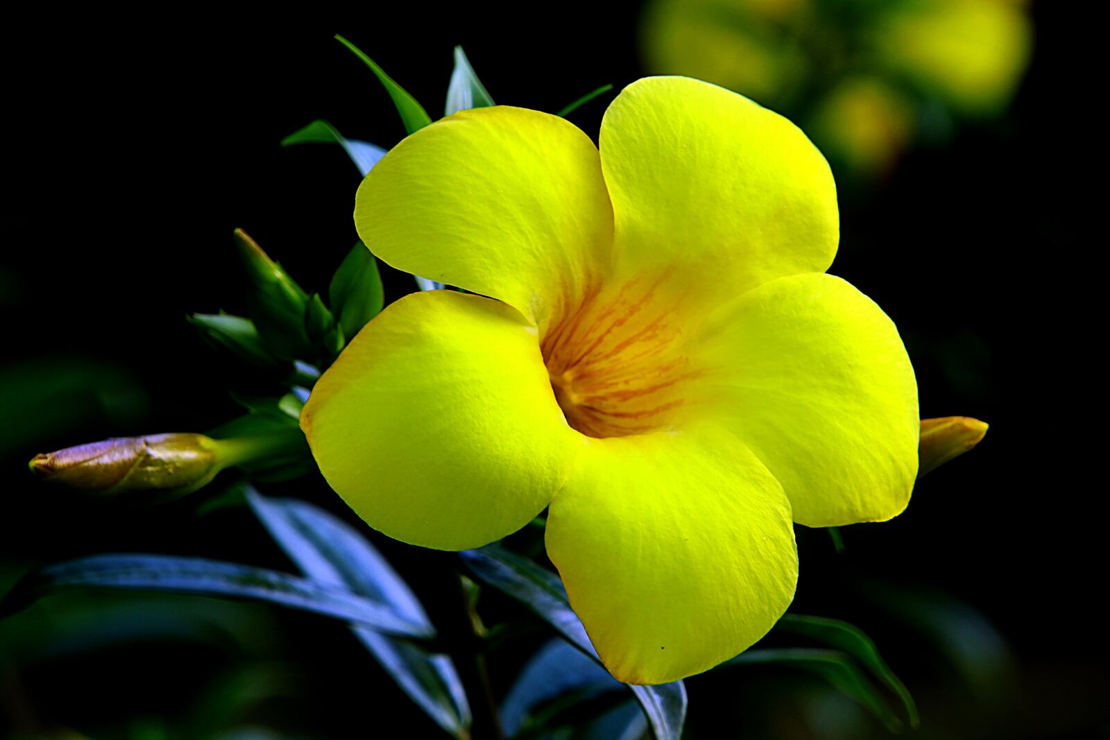 Canon EOS 80D sample photo. Hoa huynh, beautiful flowers photography