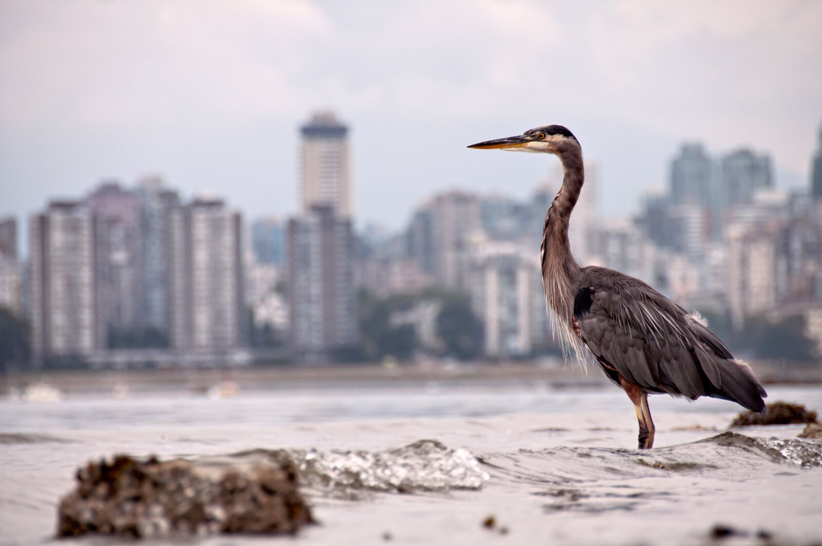 Nikon D5000 sample photo. Amazing, animal, animals hunting photography