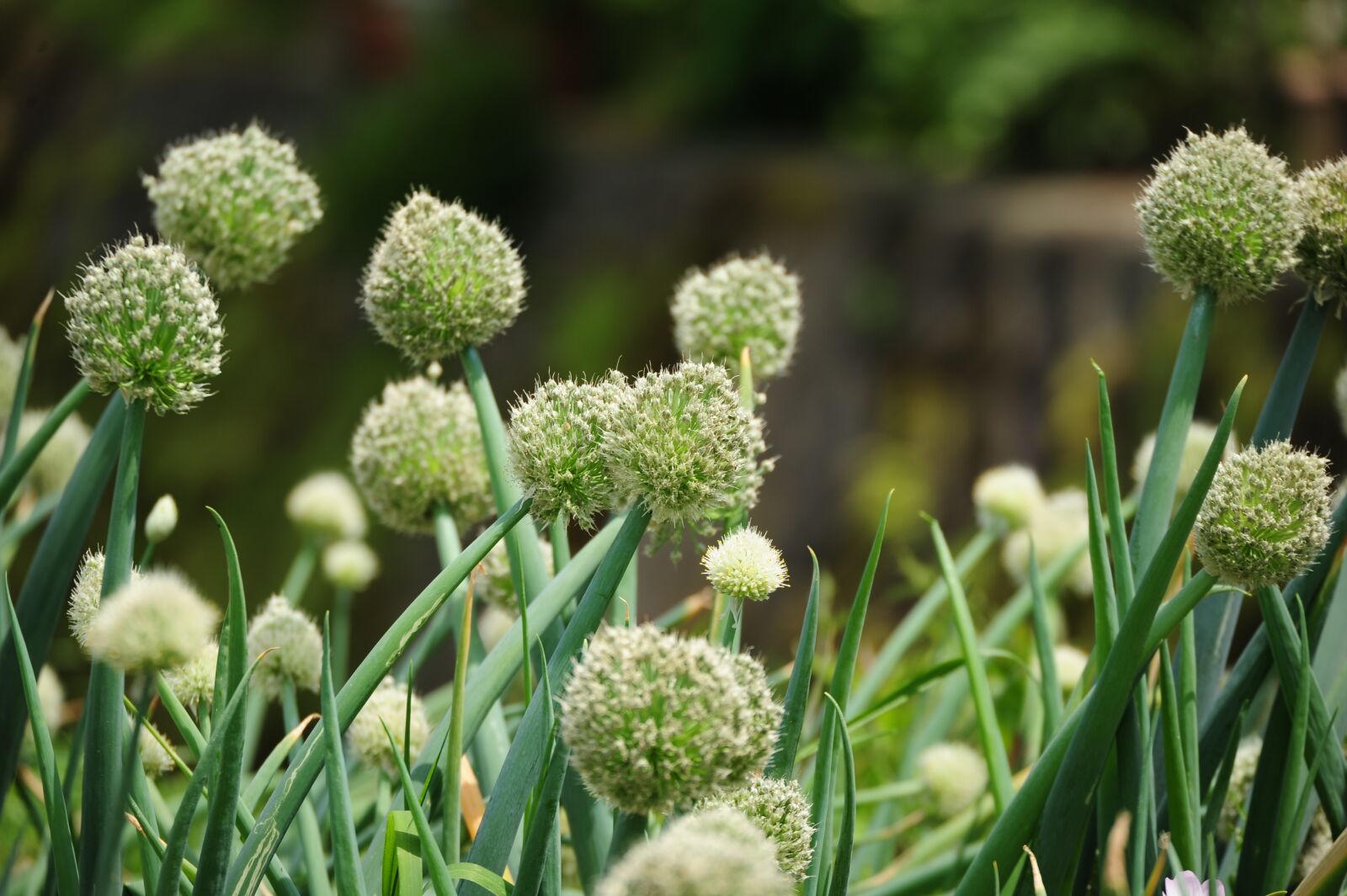 Nikon D700 sample photo. Onions, spring, green photography
