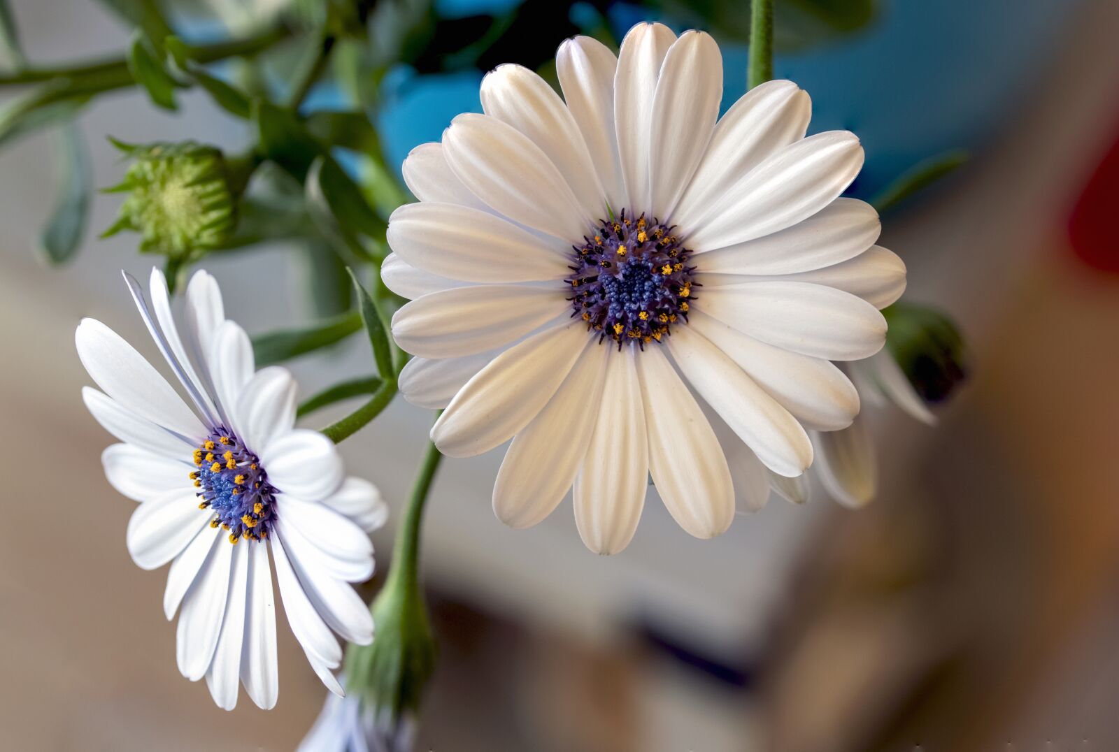 Canon EF-S 60mm F2.8 Macro USM sample photo. Beautiful, white daisy, flower photography