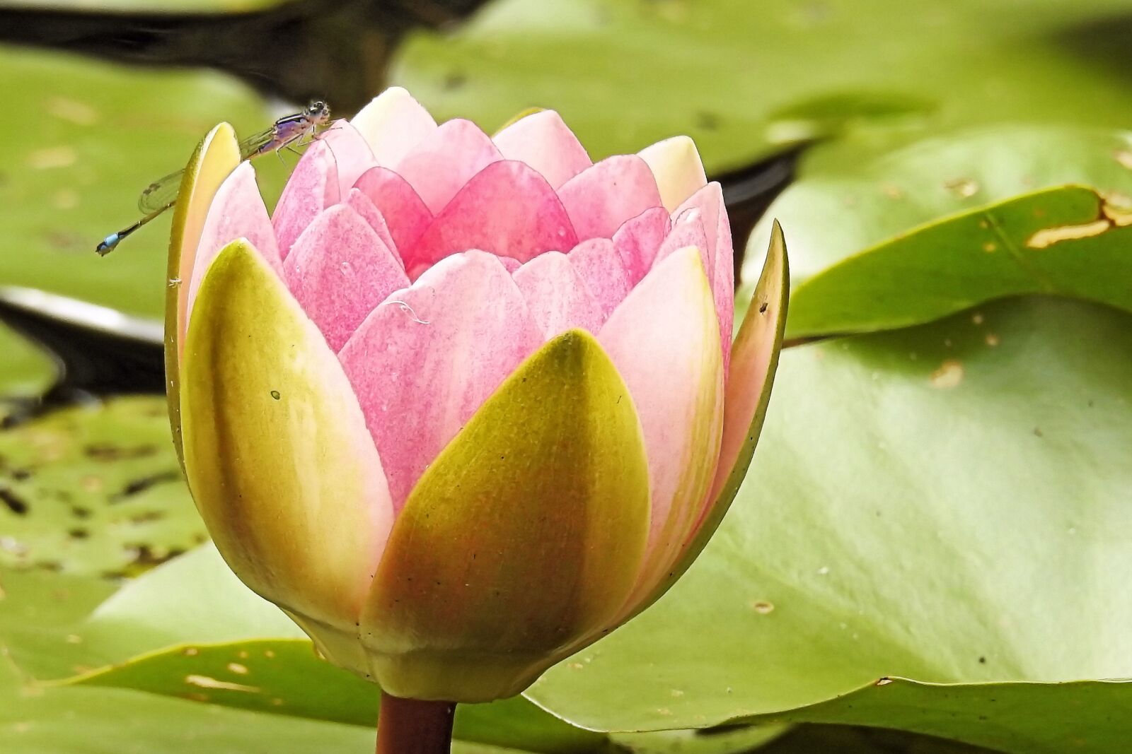 Nikon Coolpix P900 sample photo. Water lily, nuphar lutea photography