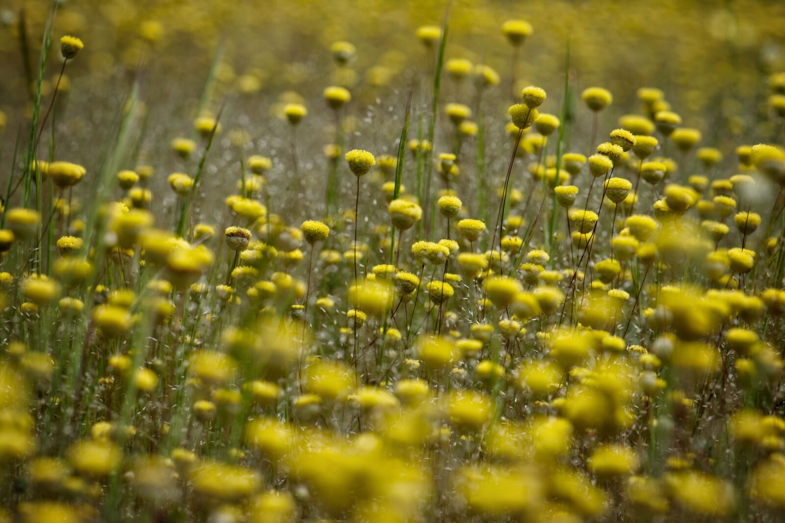 Nikon D3300 sample photo. Wildflowers, field, yellow flowers photography