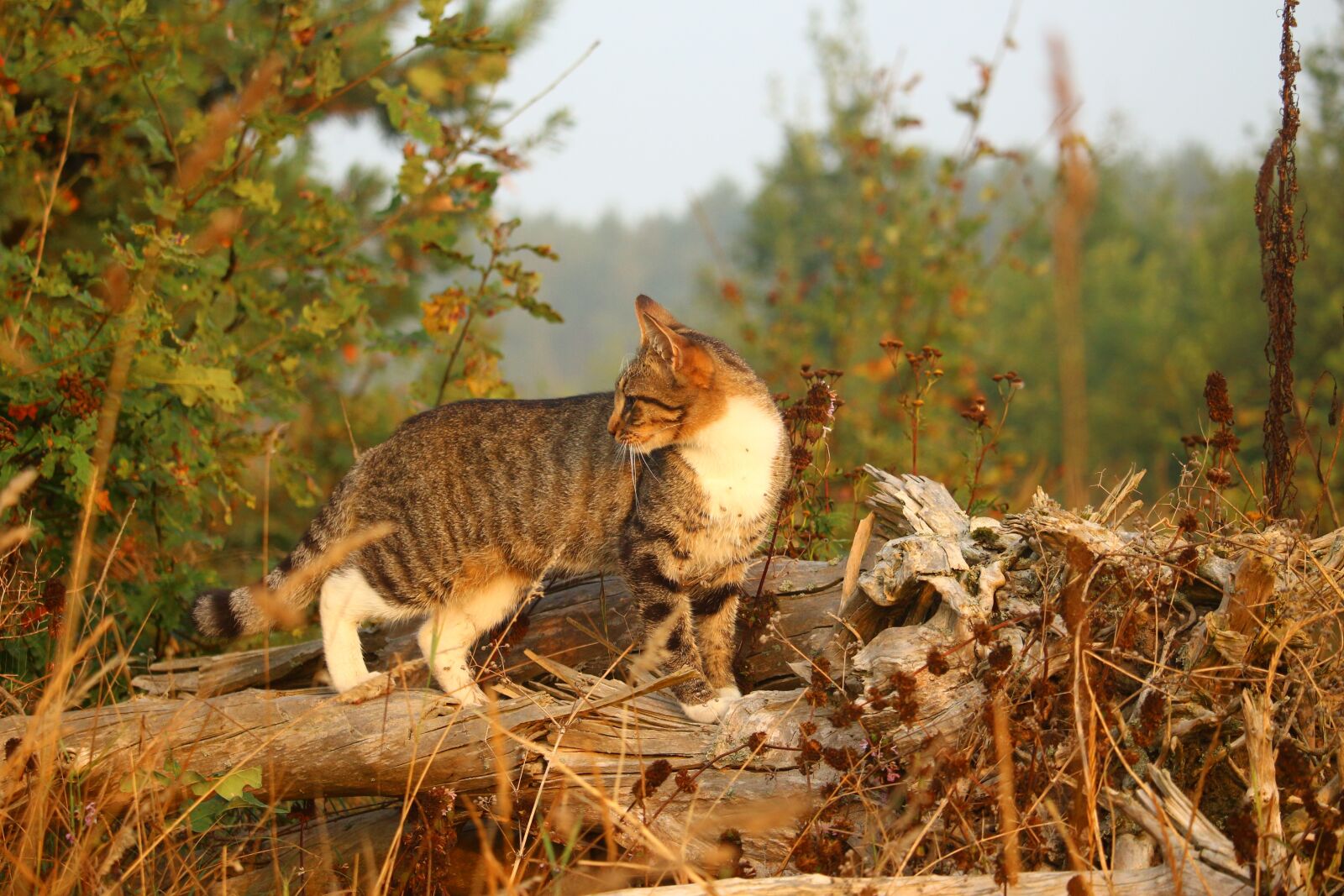 Canon EOS 100D (EOS Rebel SL1 / EOS Kiss X7) sample photo. Cat, mieze, kitten photography