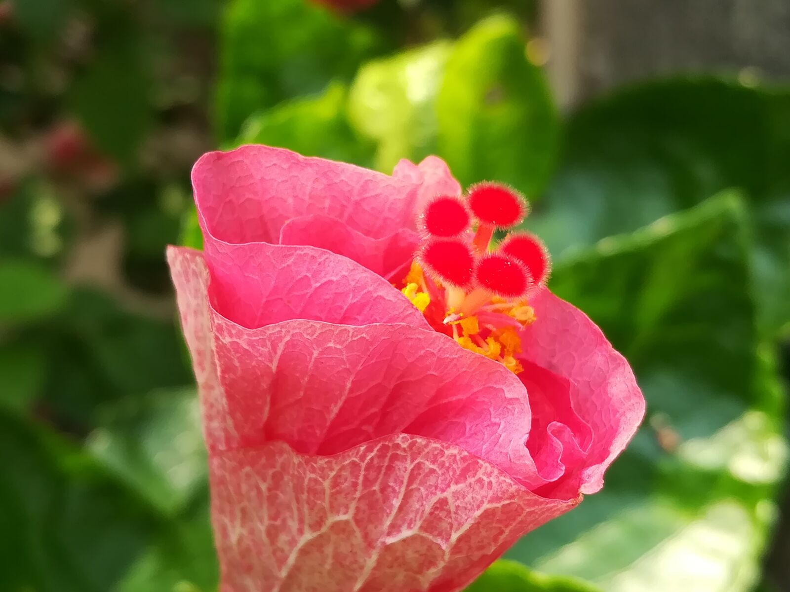 HUAWEI GR5 2017 sample photo. Flowers, pollen, red photography
