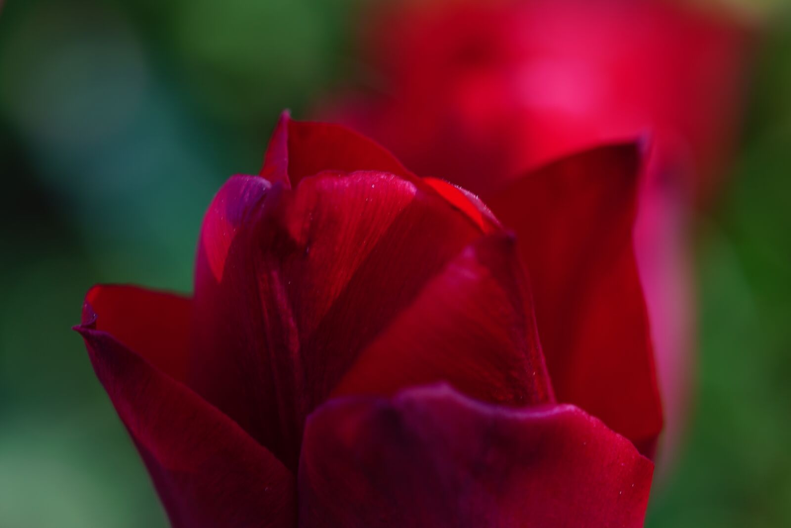 Sony a7 III + Sony FE 90mm F2.8 Macro G OSS sample photo. Tulip, red, flower photography
