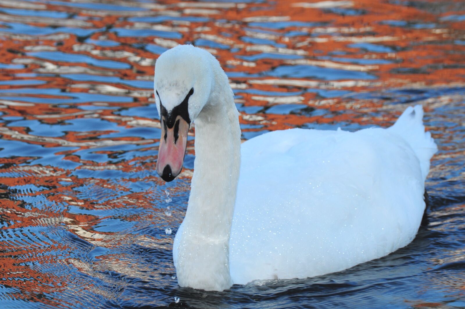 Nikon D90 sample photo. White swan, water, water photography