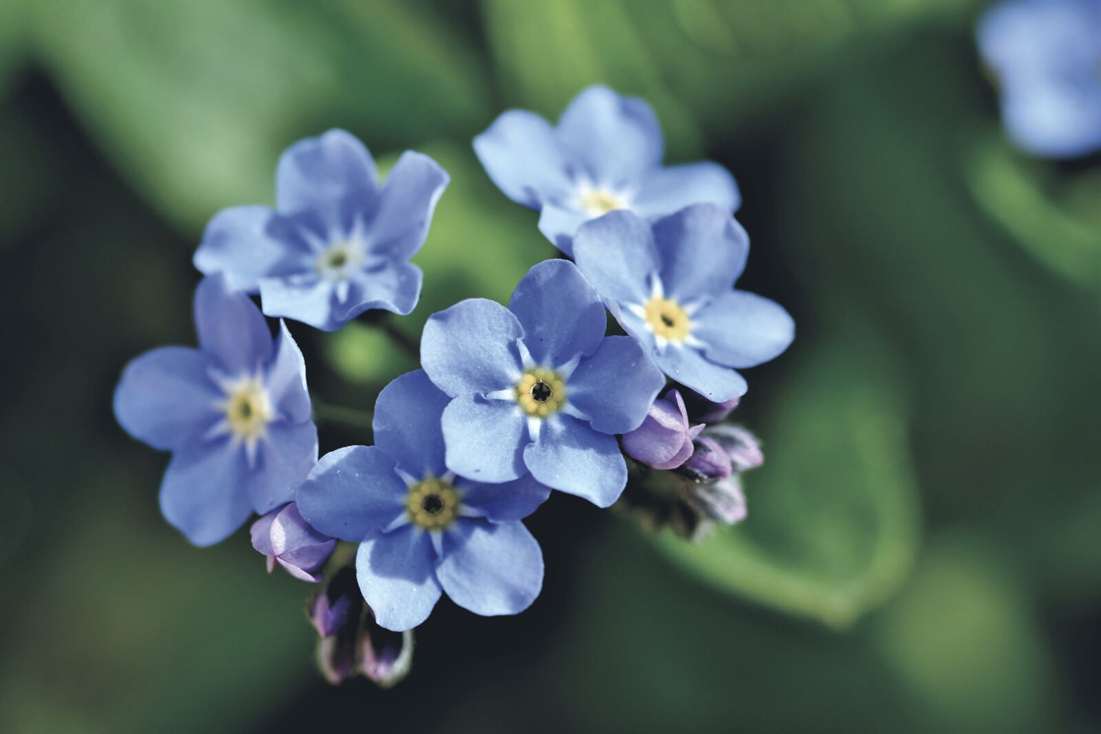 Nikon D7200 sample photo. Forget me not, robbery-leaf photography
