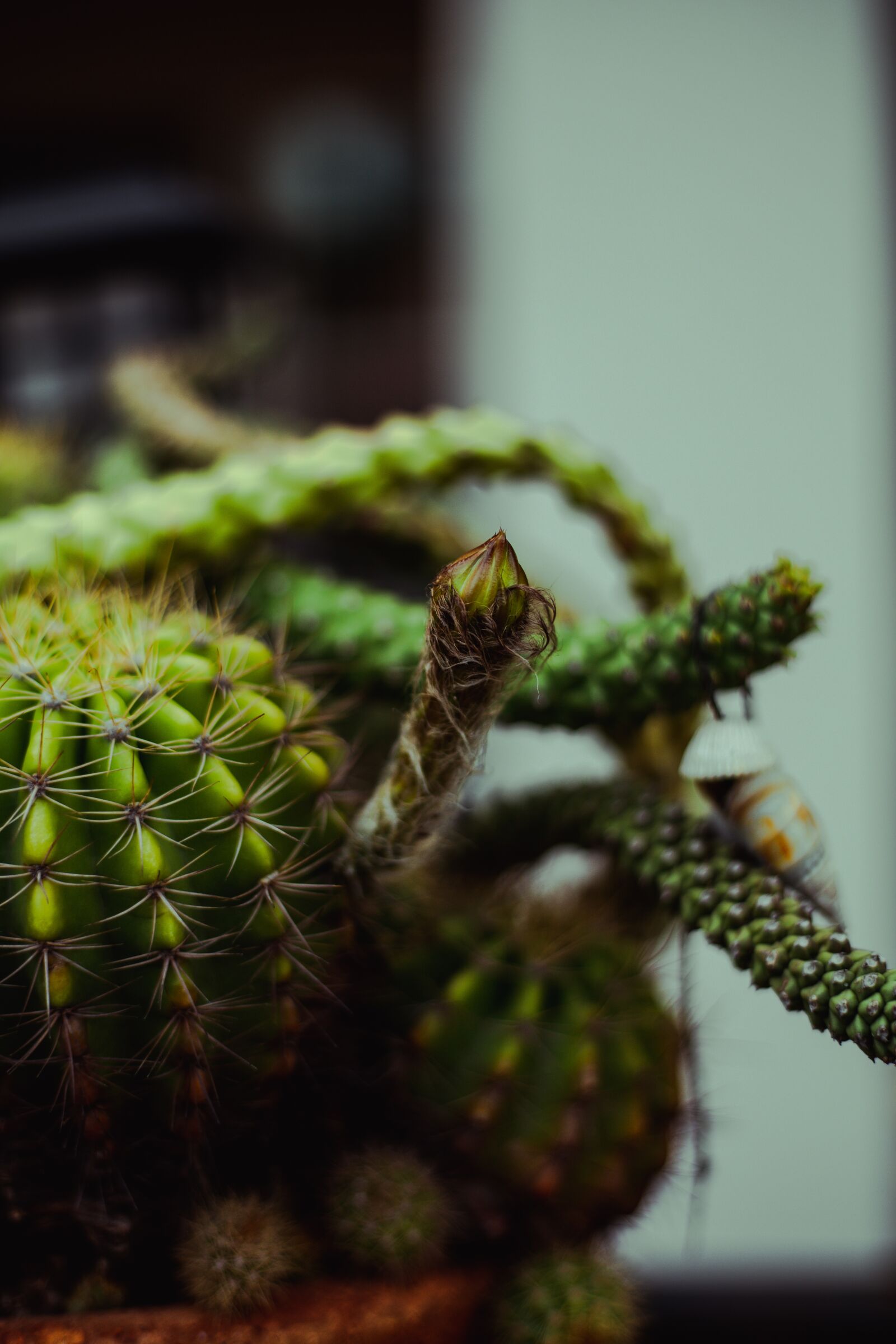 Canon EOS RP + Canon EF 50mm F1.8 STM sample photo. Thorns, cactus, plant photography