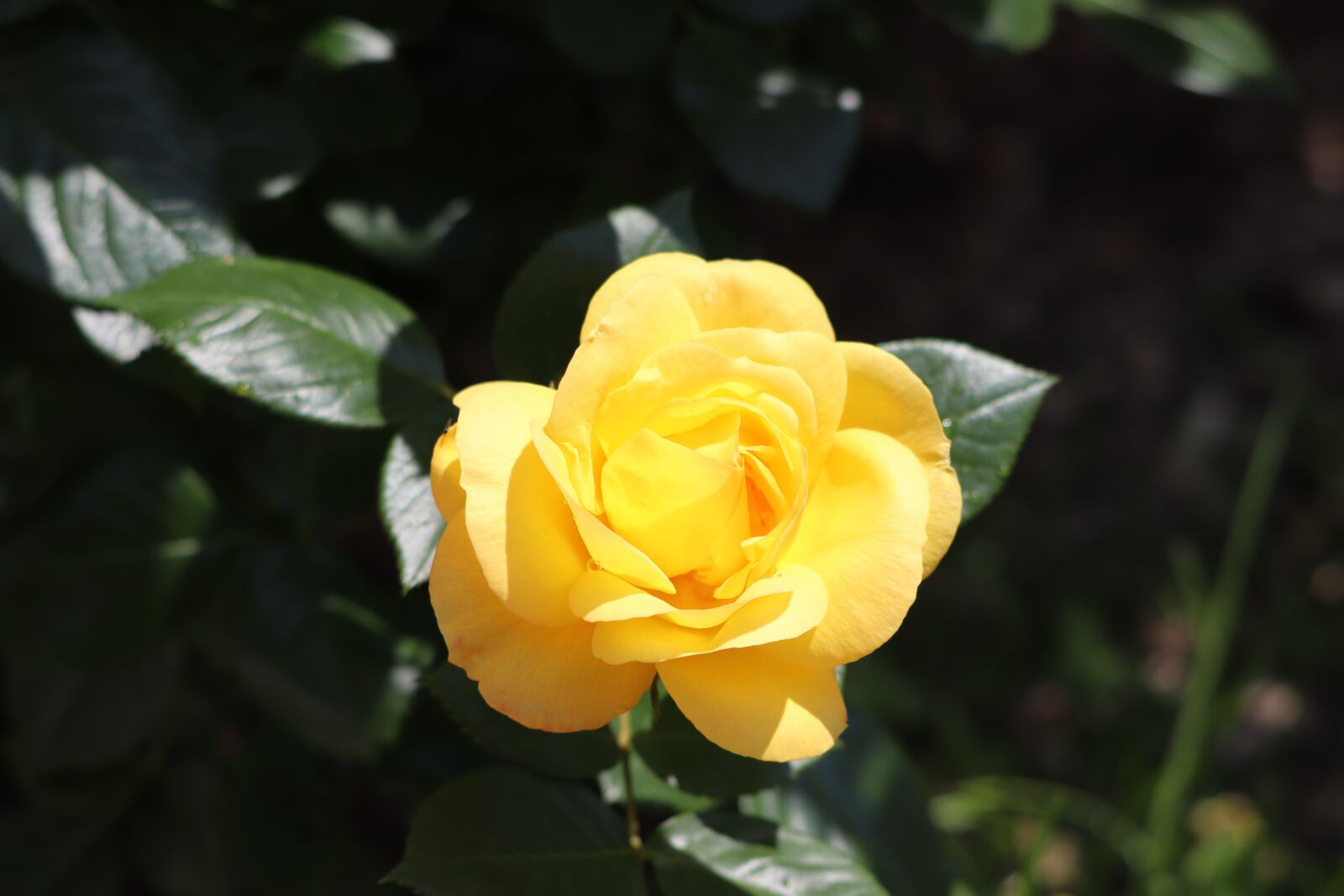 Canon EOS 77D (EOS 9000D / EOS 770D) sample photo. Rose, yellow, romantic photography