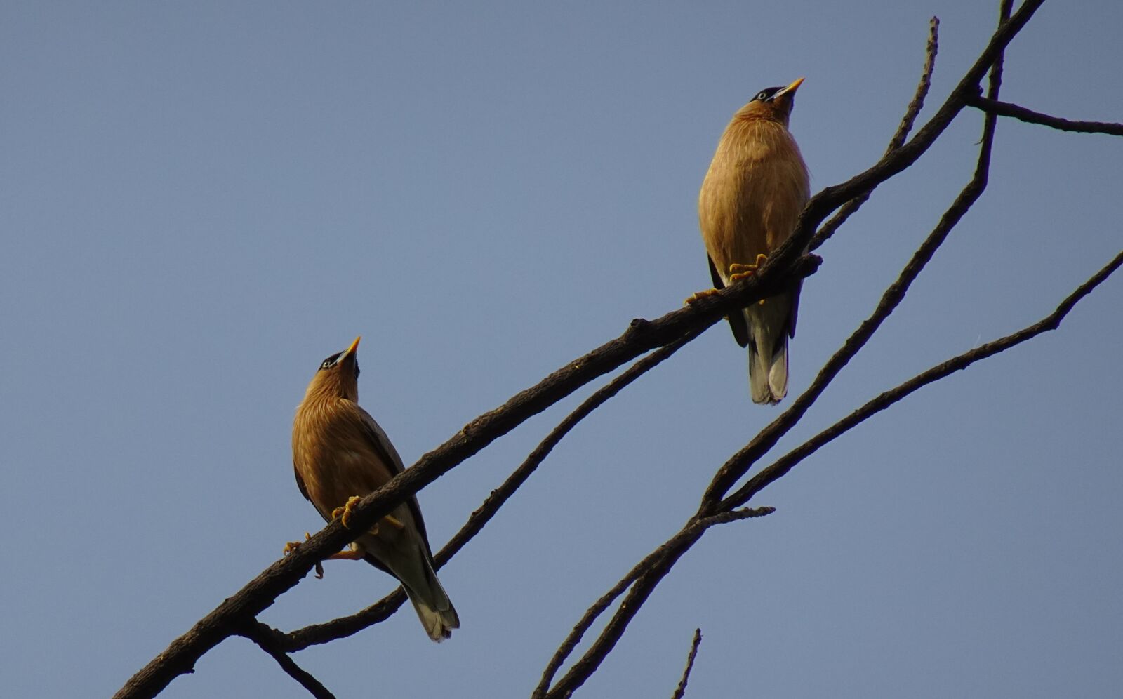 Sony DSC-WX800 sample photo. Bird, myna, brahminy photography