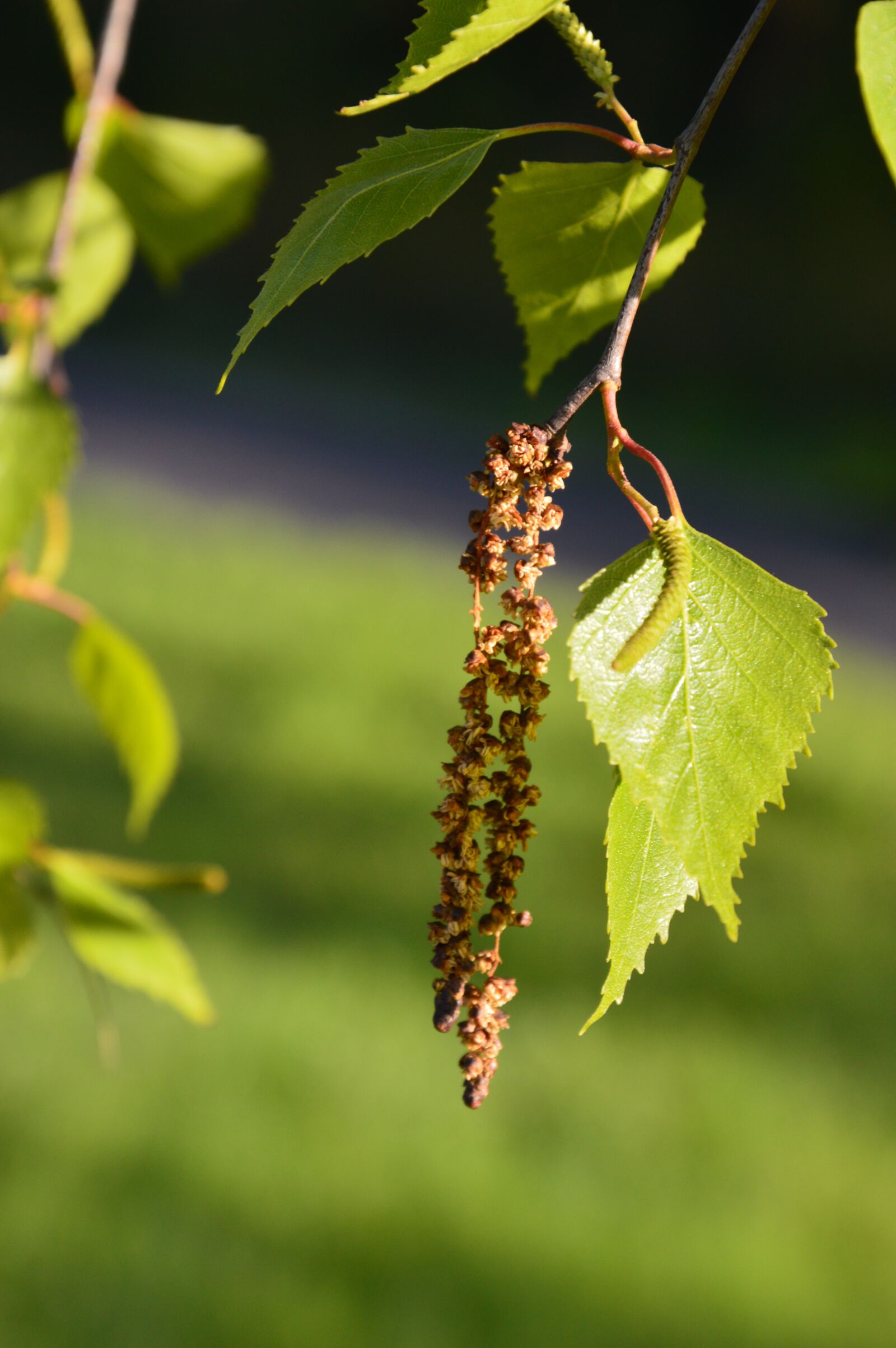 Nikon D3200 sample photo. Birch flower, spring, pollen photography