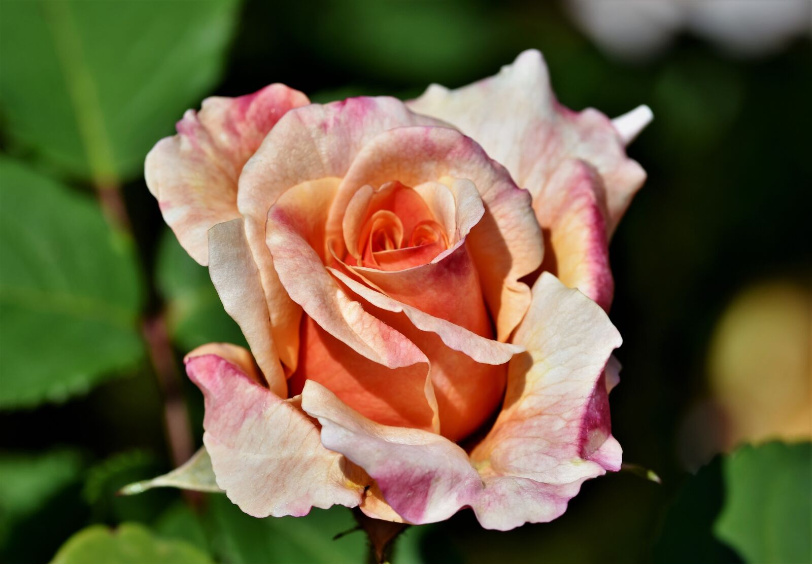 Nikon D7200 sample photo. Rose, rose bloom, garden photography