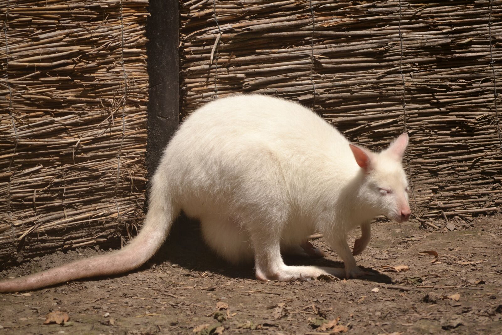 Nikon D3100 sample photo. Albino, kangaroo, white photography