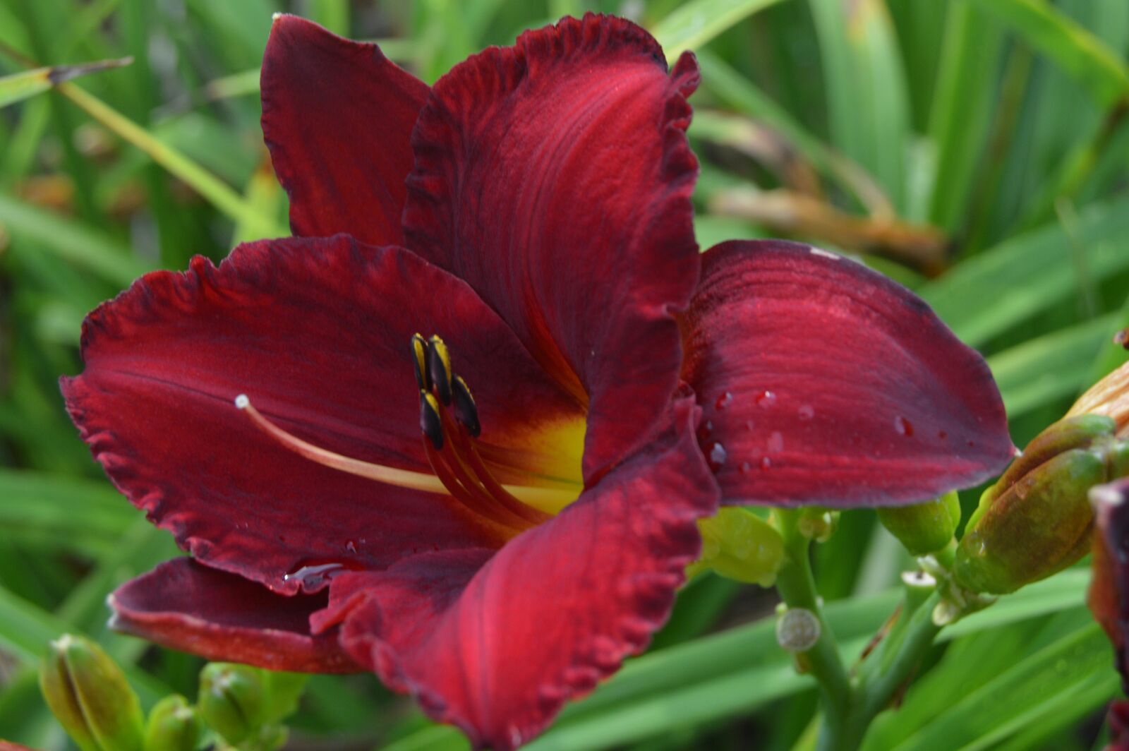 Nikon D3200 sample photo. Flower, nature, daylily photography