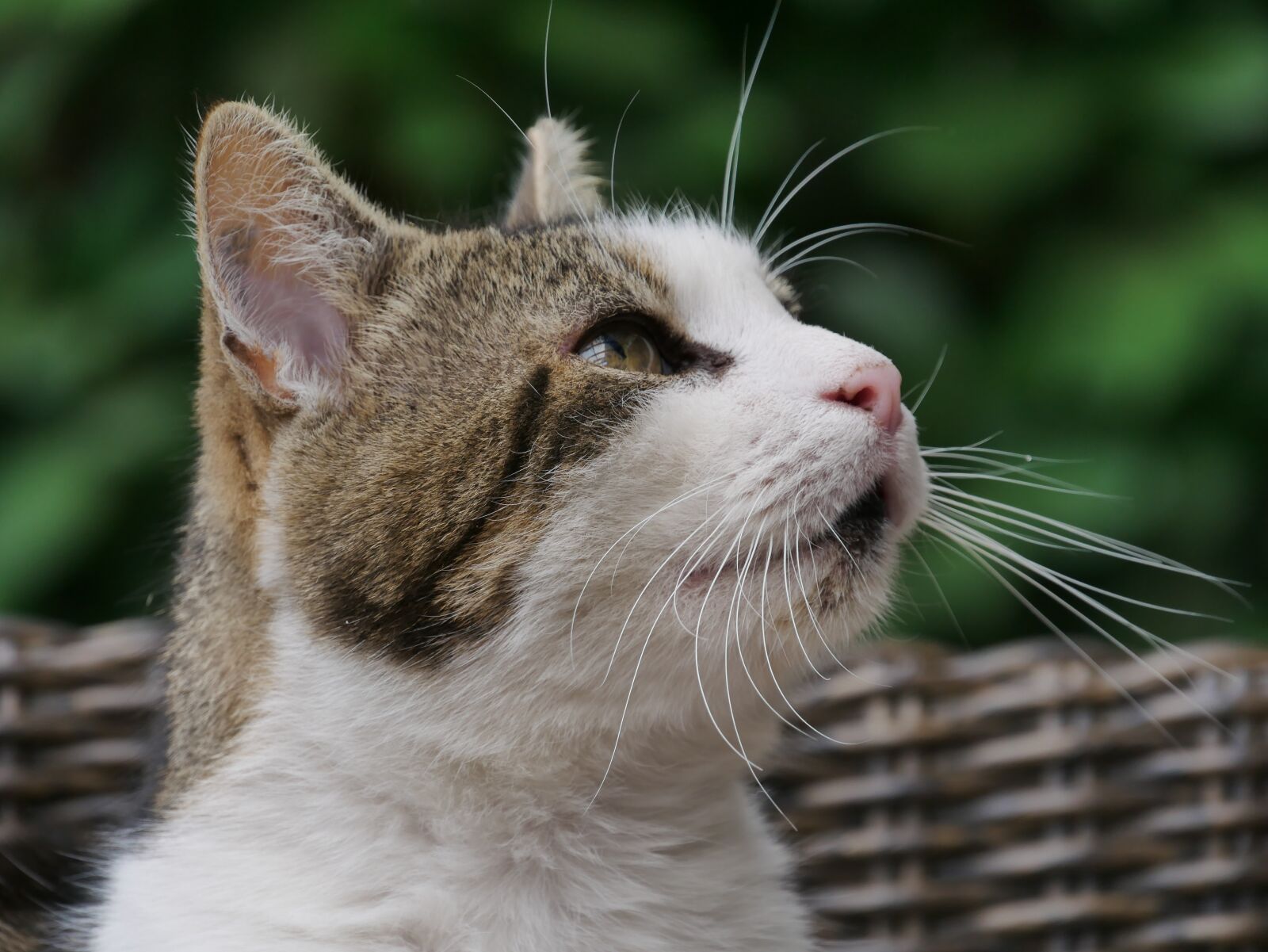 Panasonic DMC-G81 sample photo. Animal, cat, portrait photography