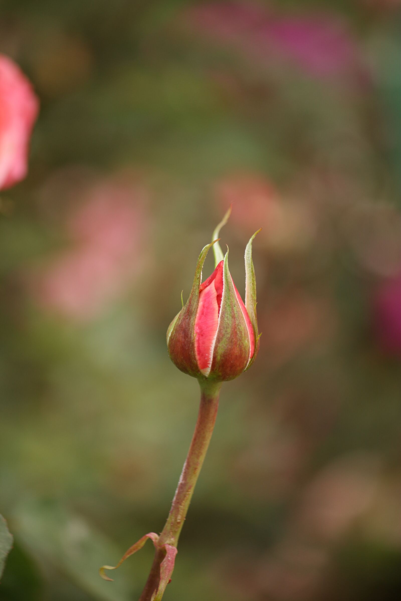 Canon EOS 450D (EOS Rebel XSi / EOS Kiss X2) sample photo. Rose, bud, flower photography
