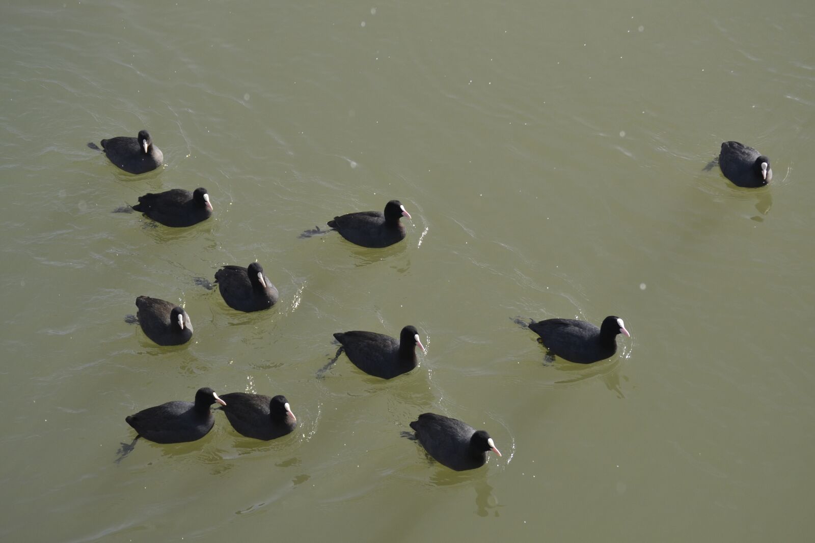 Nikon D3100 sample photo. Waters, puddle, lake photography