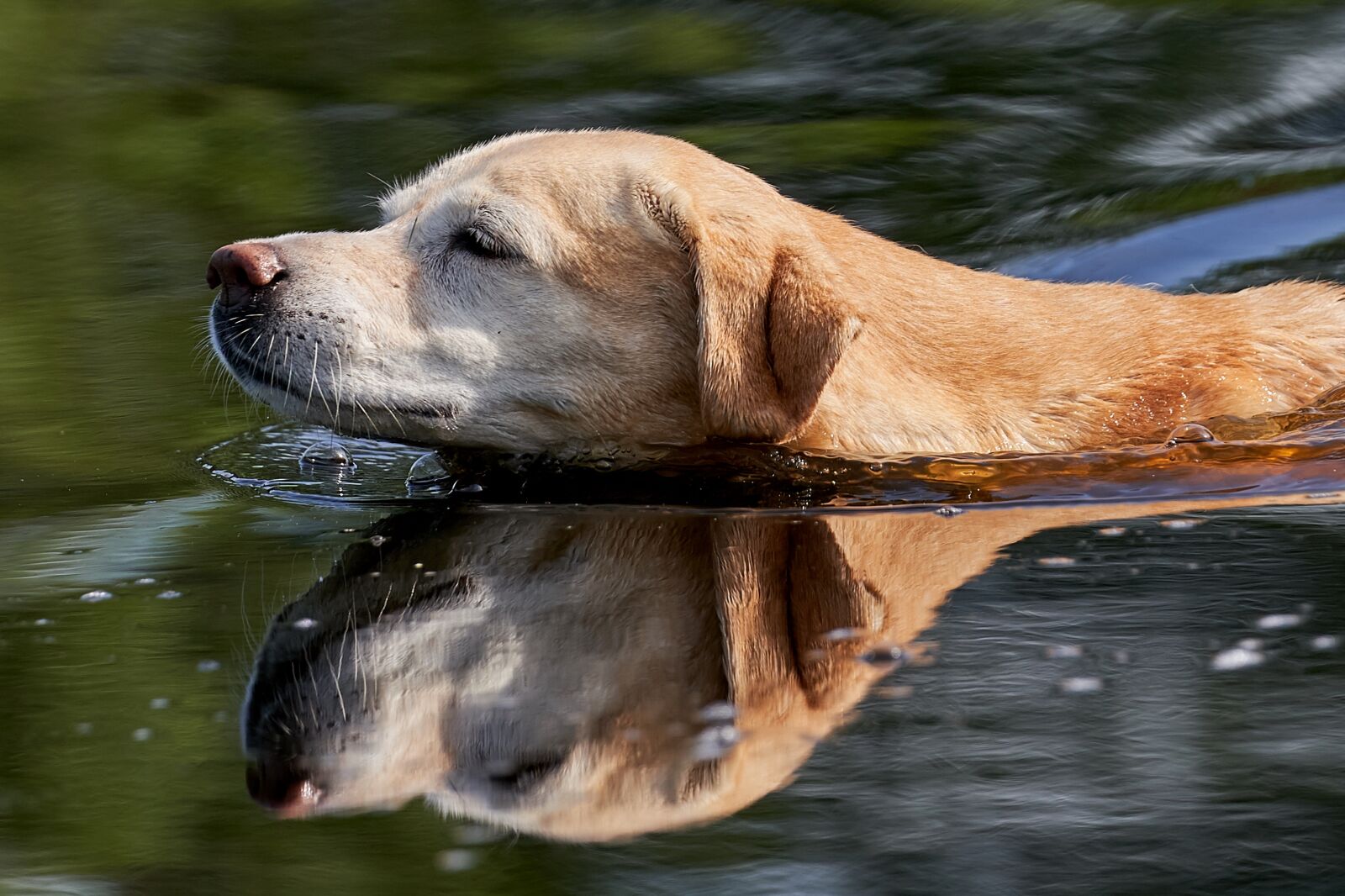 Sony FE 70-200mm F2.8 GM OSS sample photo. Labrador, water, mirroring photography