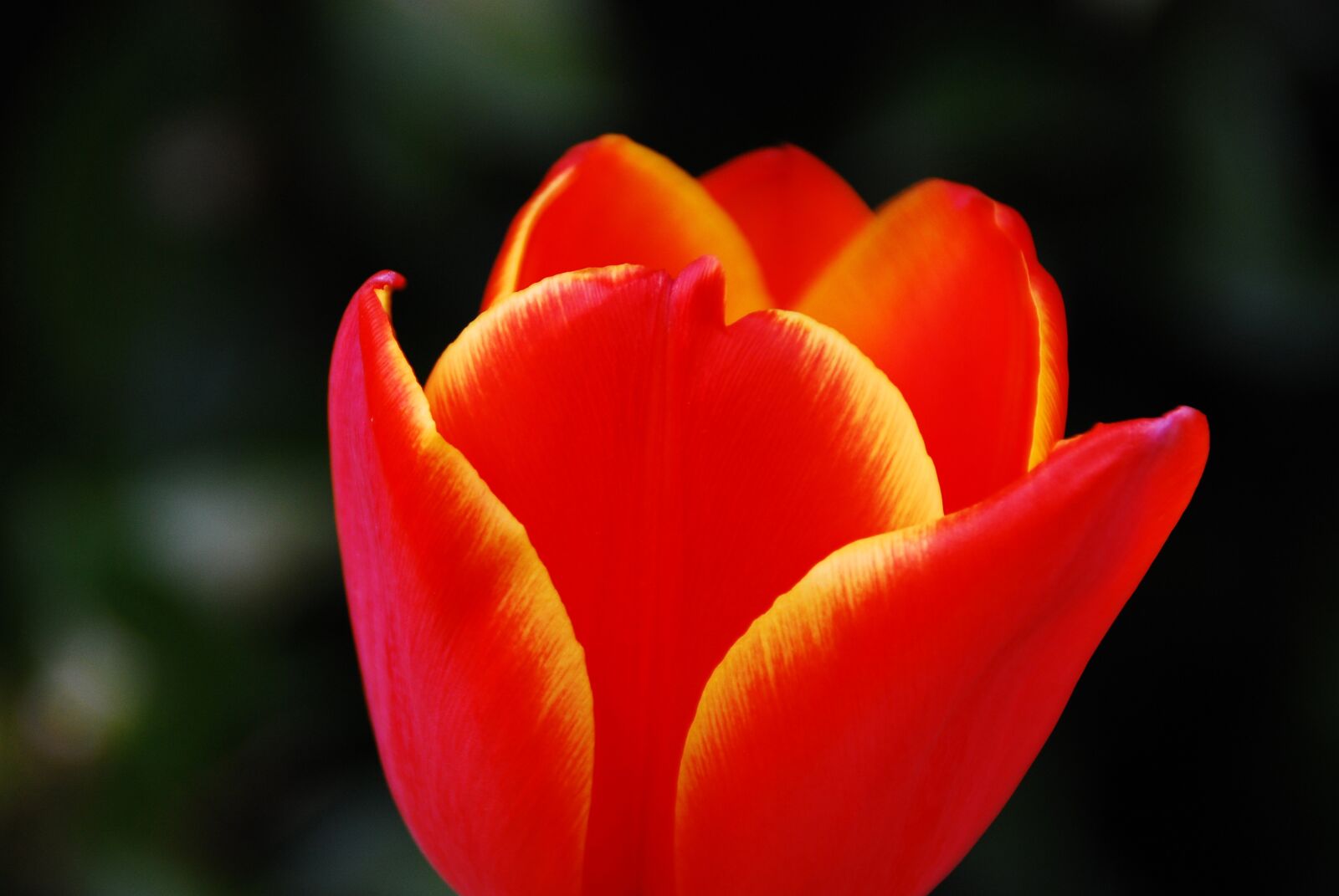 Nikon D40X sample photo. Flower, nature, floral photography