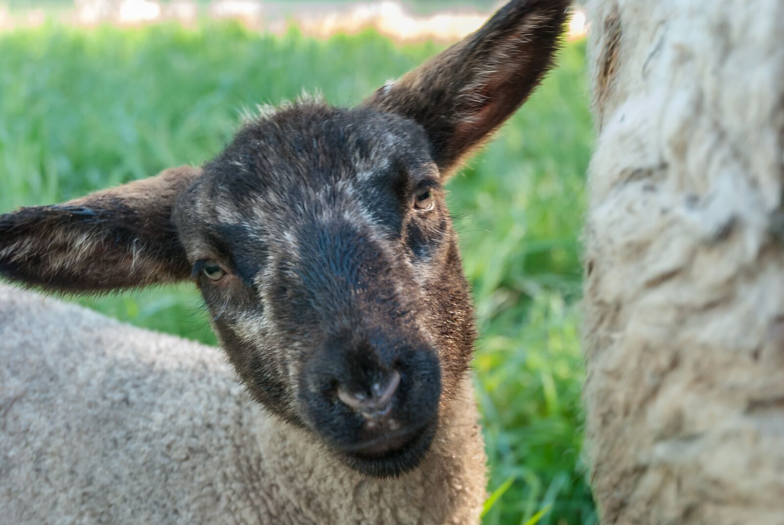 Nikon D80 sample photo. Animal, nature, mammal photography