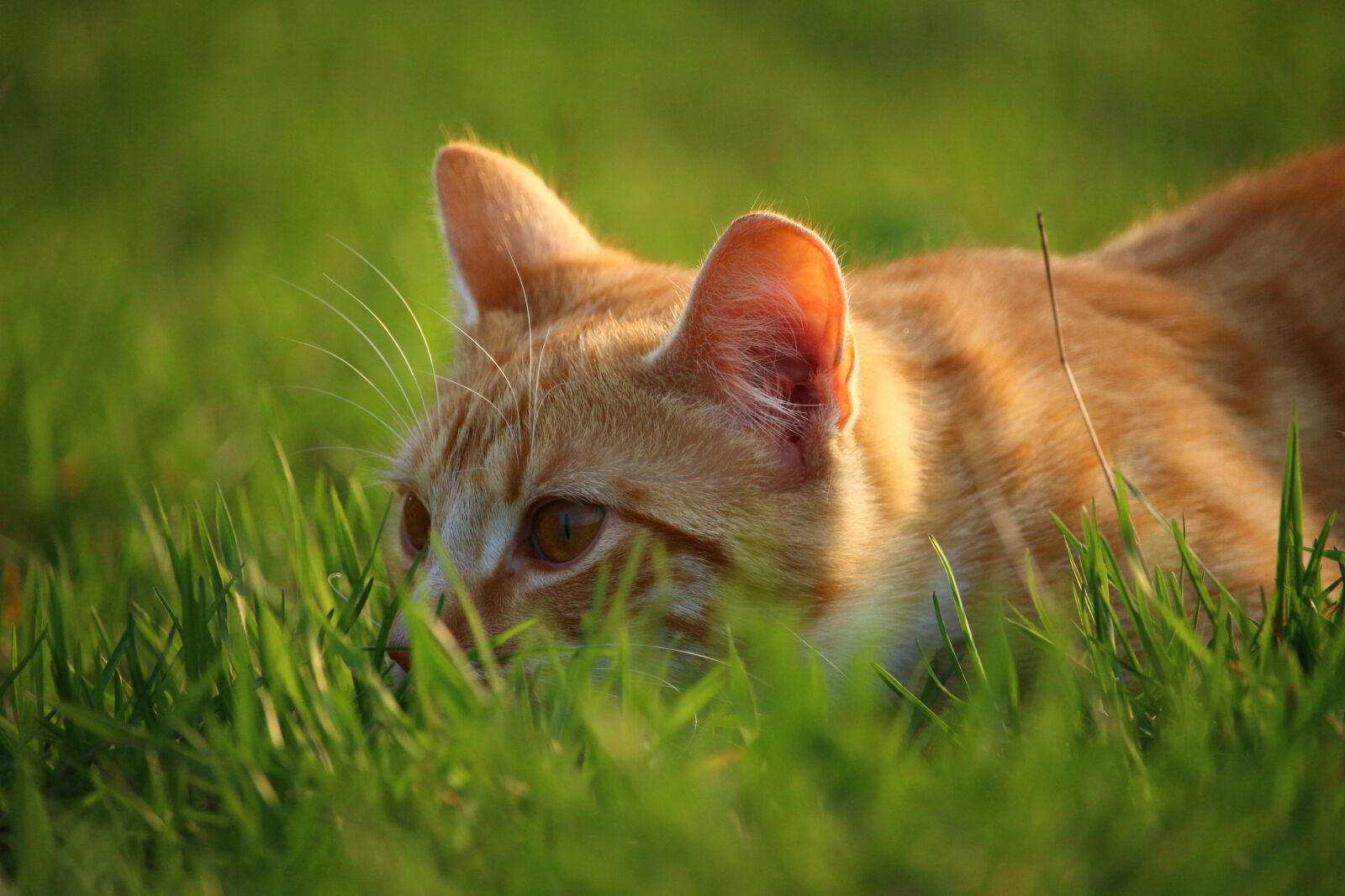 Canon EOS 100D (EOS Rebel SL1 / EOS Kiss X7) sample photo. Cat, kitten, red mackerel photography