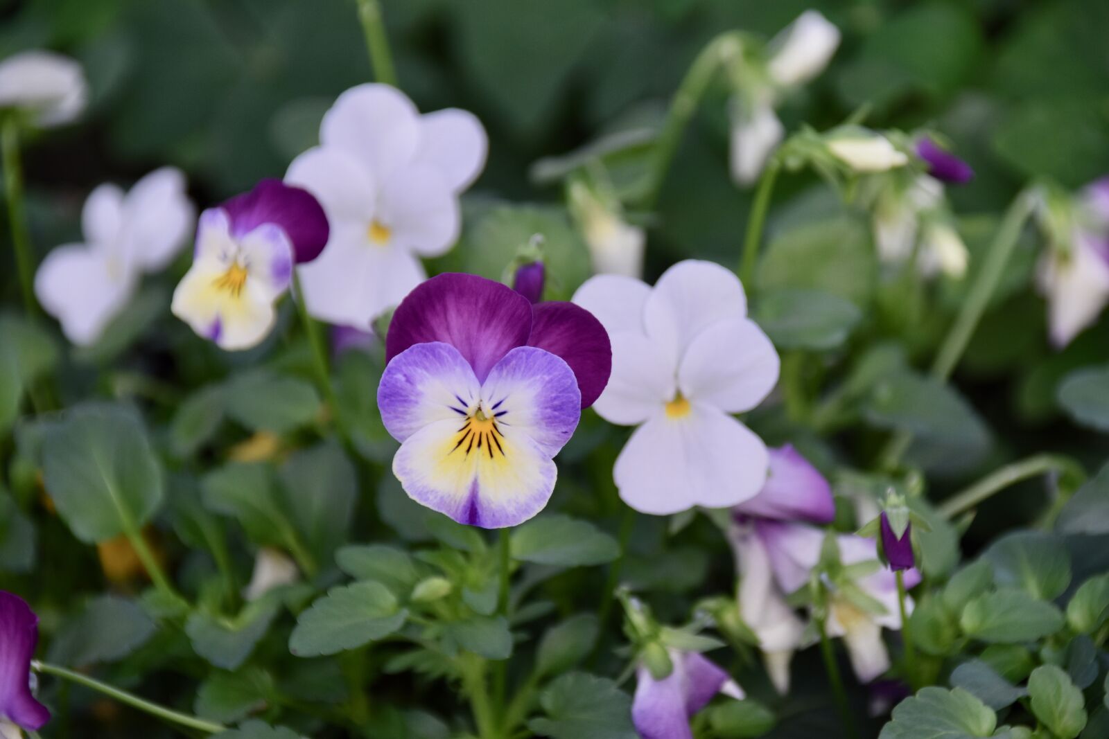 Nikon D5600 sample photo. Flower, flower color white photography