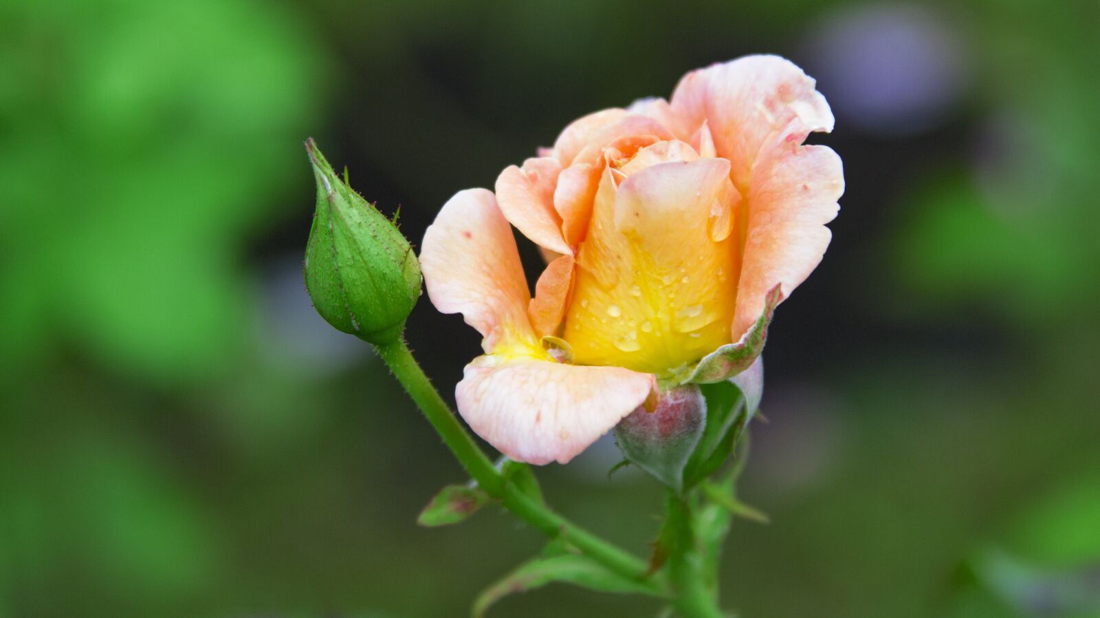 Canon EF 28-135mm F3.5-5.6 IS USM sample photo. Rose, flower, rose blooms photography
