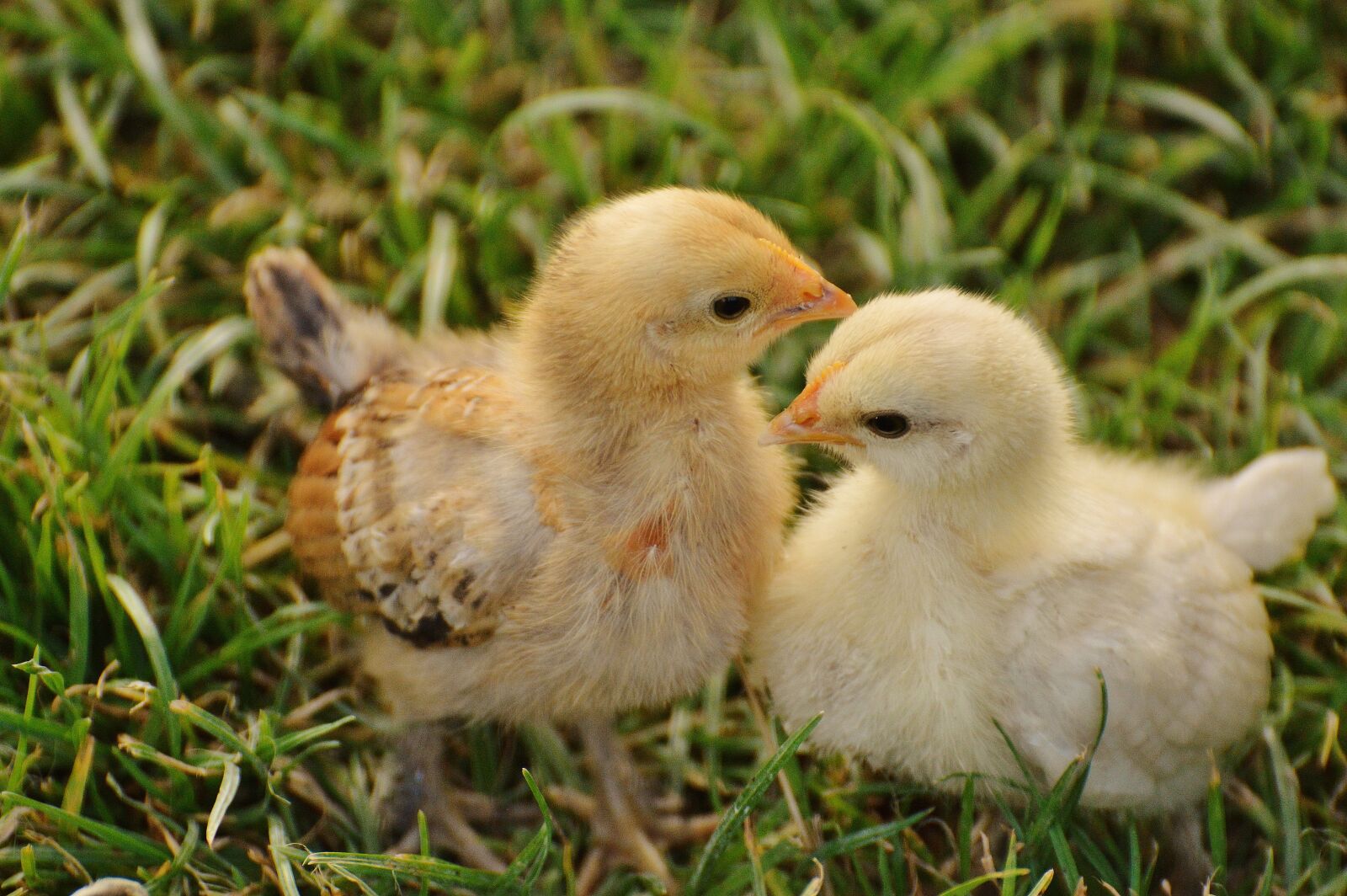 Nikon D3200 sample photo. Chicks, chicken, small photography