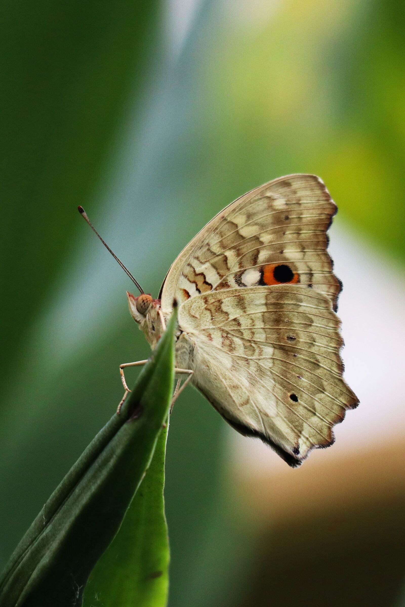 Canon EOS M100 + Canon EF-M 55-200mm F4.5-6.3 IS STM sample photo. Butterfly, white, tropical photography