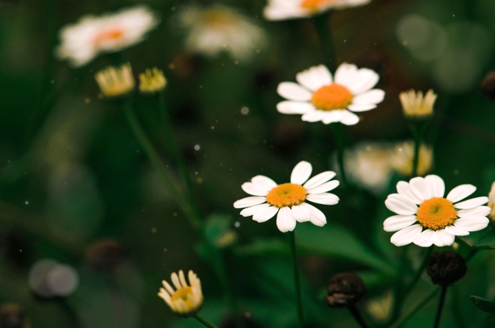 Nikon D5100 sample photo. Daisies, field, wild flowers photography