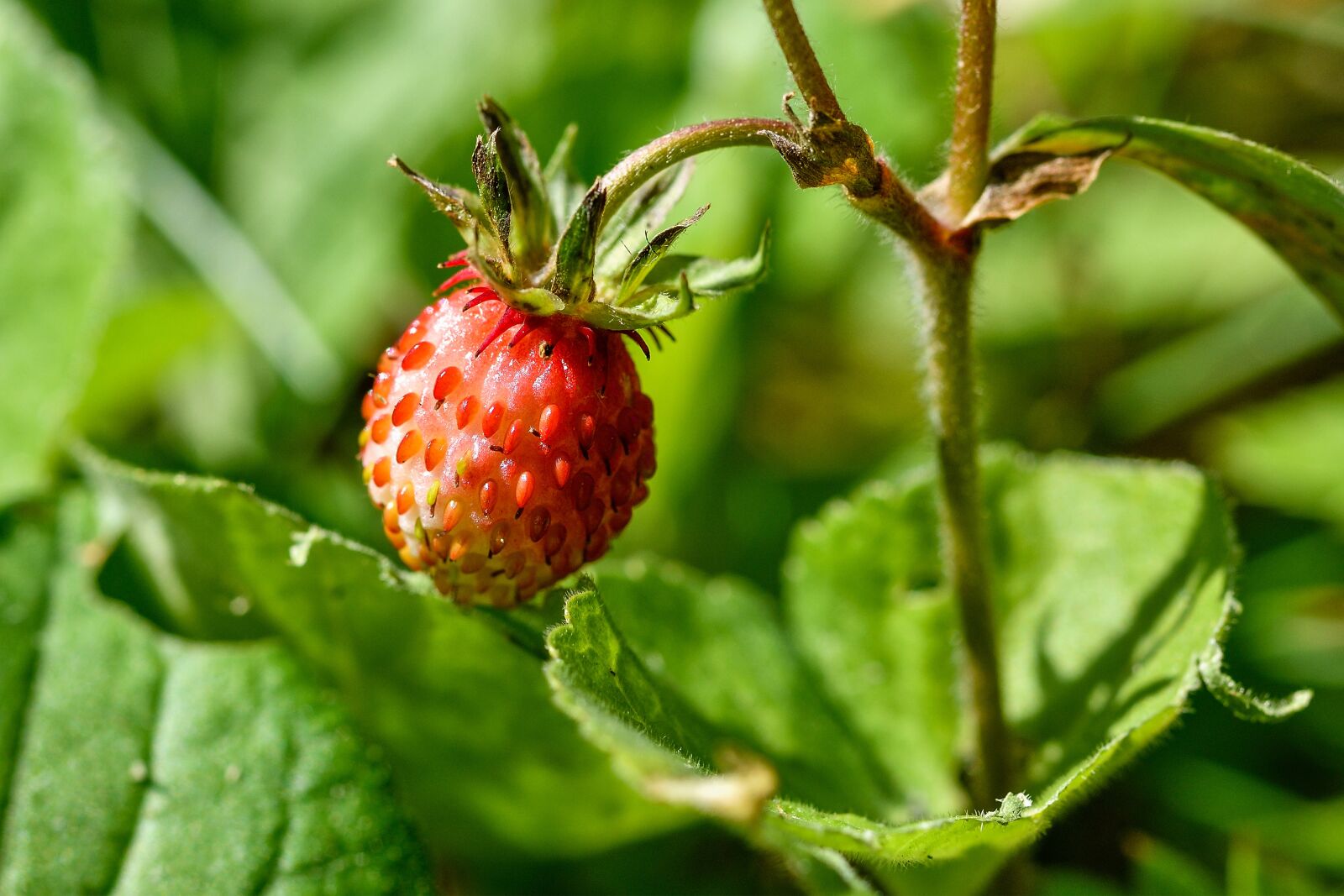 Nikon D7200 sample photo. Wild strawberry, berry, strawberry photography
