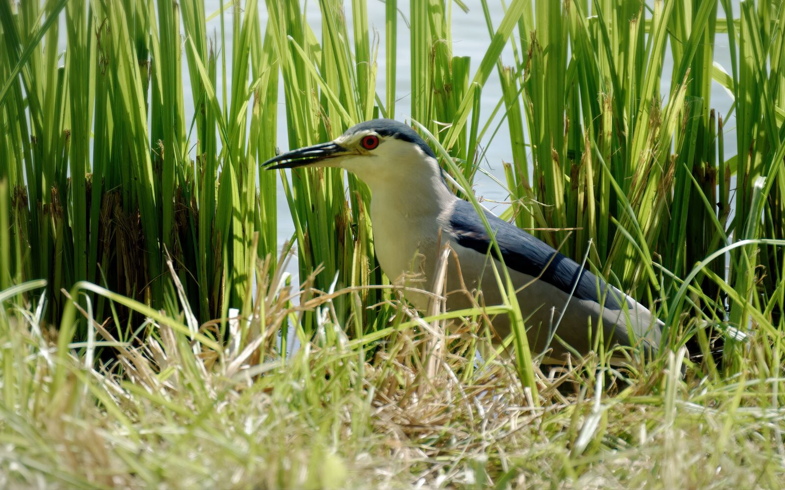 Nikon D5100 sample photo. Bird, plumage, gray photography