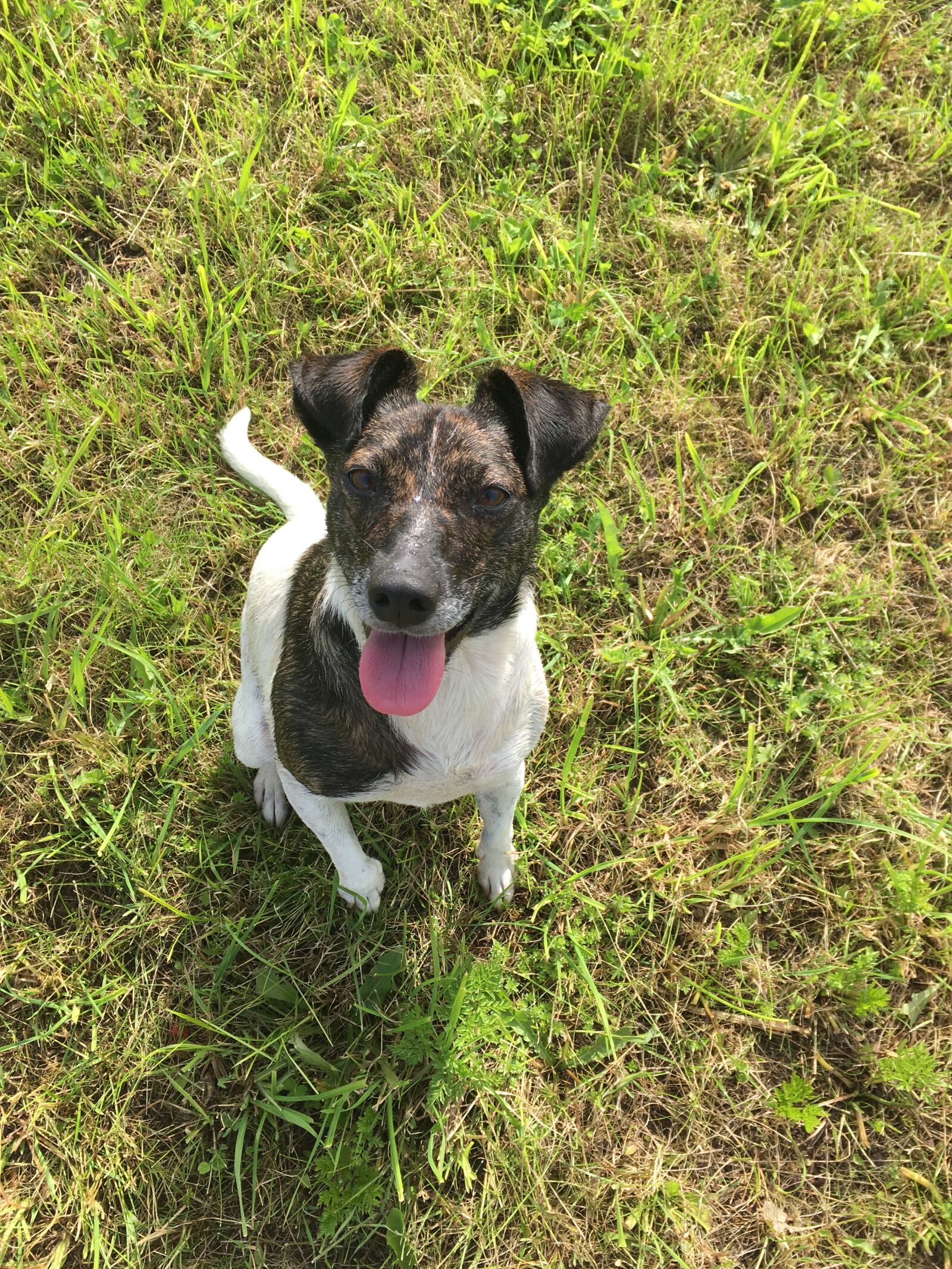 iPhone SE back camera 4.15mm f/2.2 sample photo. Dog, meadow, dogs photography