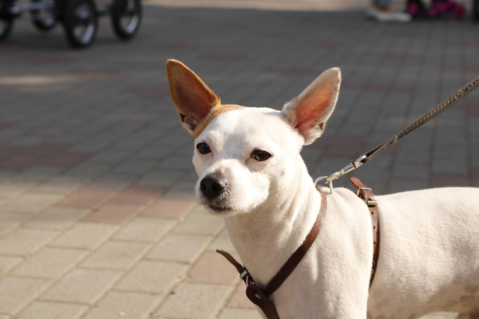 Canon EOS 750D (EOS Rebel T6i / EOS Kiss X8i) sample photo. Dog, animals, pets photography