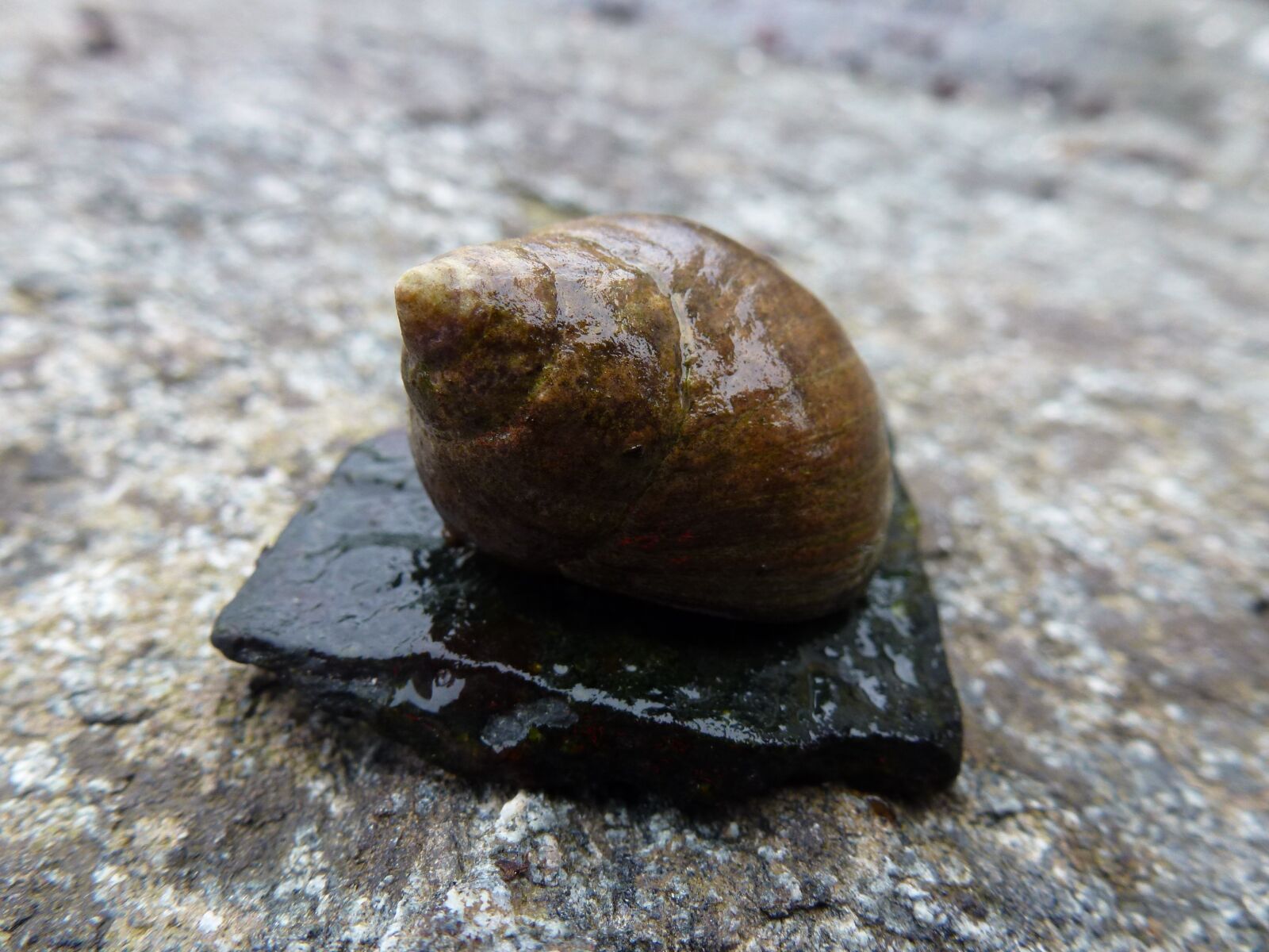 Panasonic Lumix DMC-ZS10 (Lumix DMC-TZ20 / Lumix DMC-TZ22) sample photo. Shells, sea, snail photography
