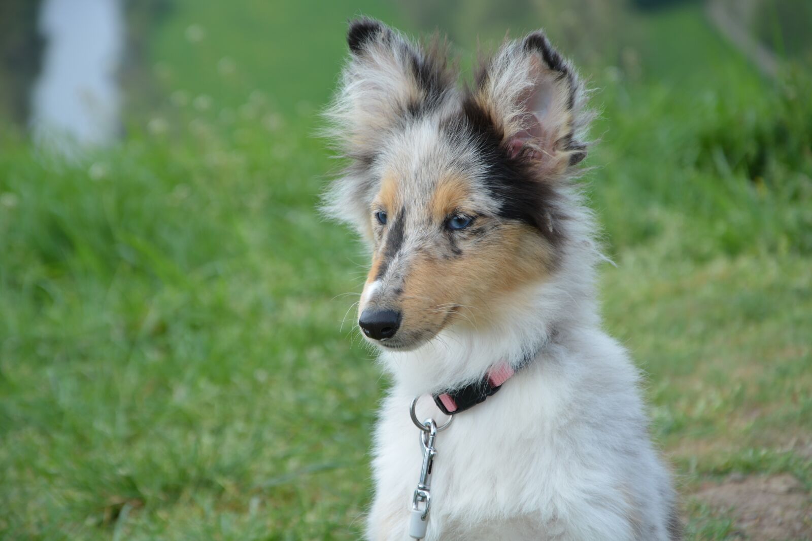 Nikon D5200 sample photo. Dog, bitch young dog photography
