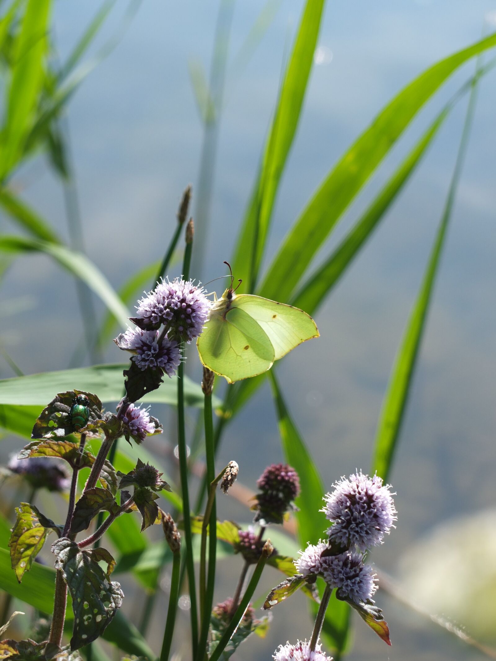 Fujifilm X10 sample photo. Gonepteryx rhamni, butterfly, insect photography