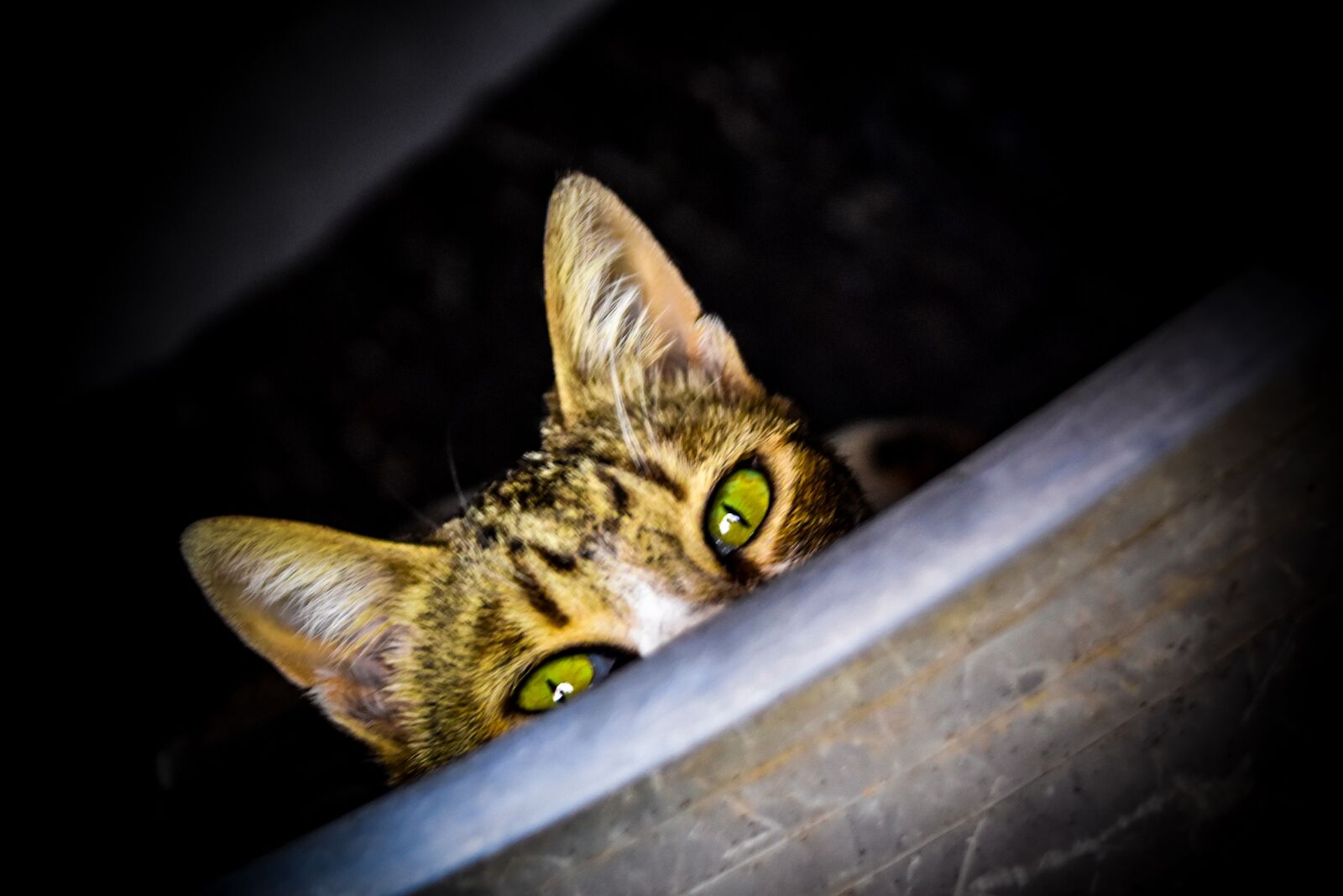 Nikon D5500 sample photo. Cat, pets, animal photography