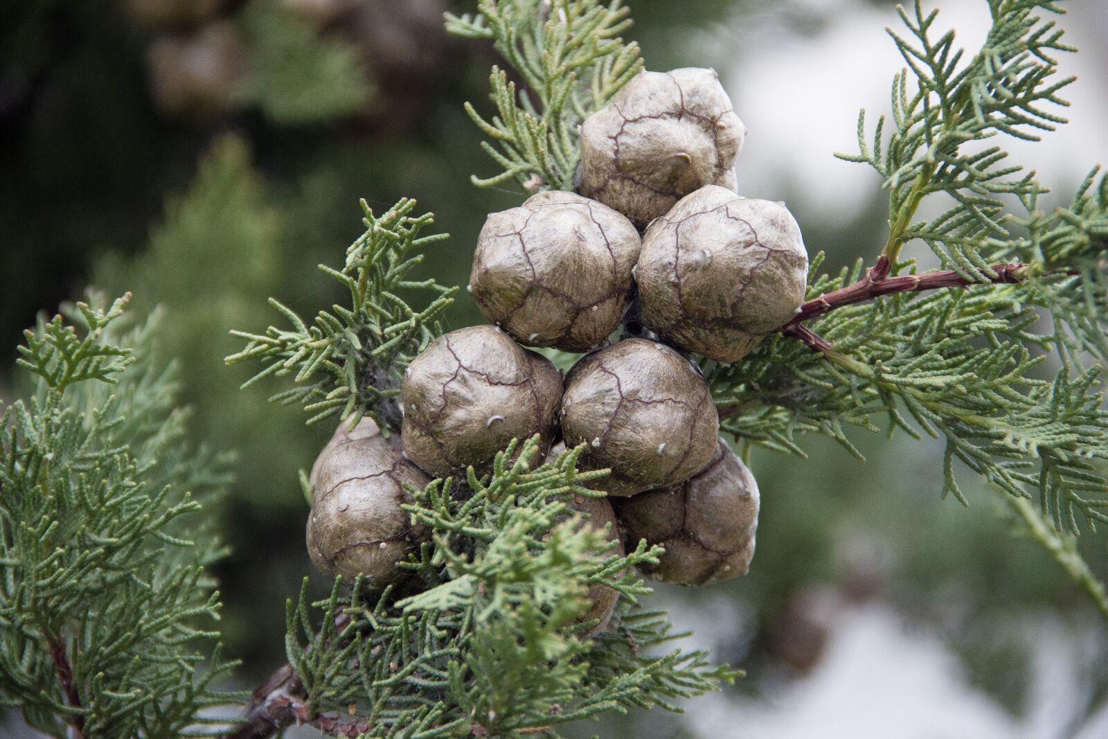 Canon EOS 650D (EOS Rebel T4i / EOS Kiss X6i) sample photo. Cypress, cones, macro photography